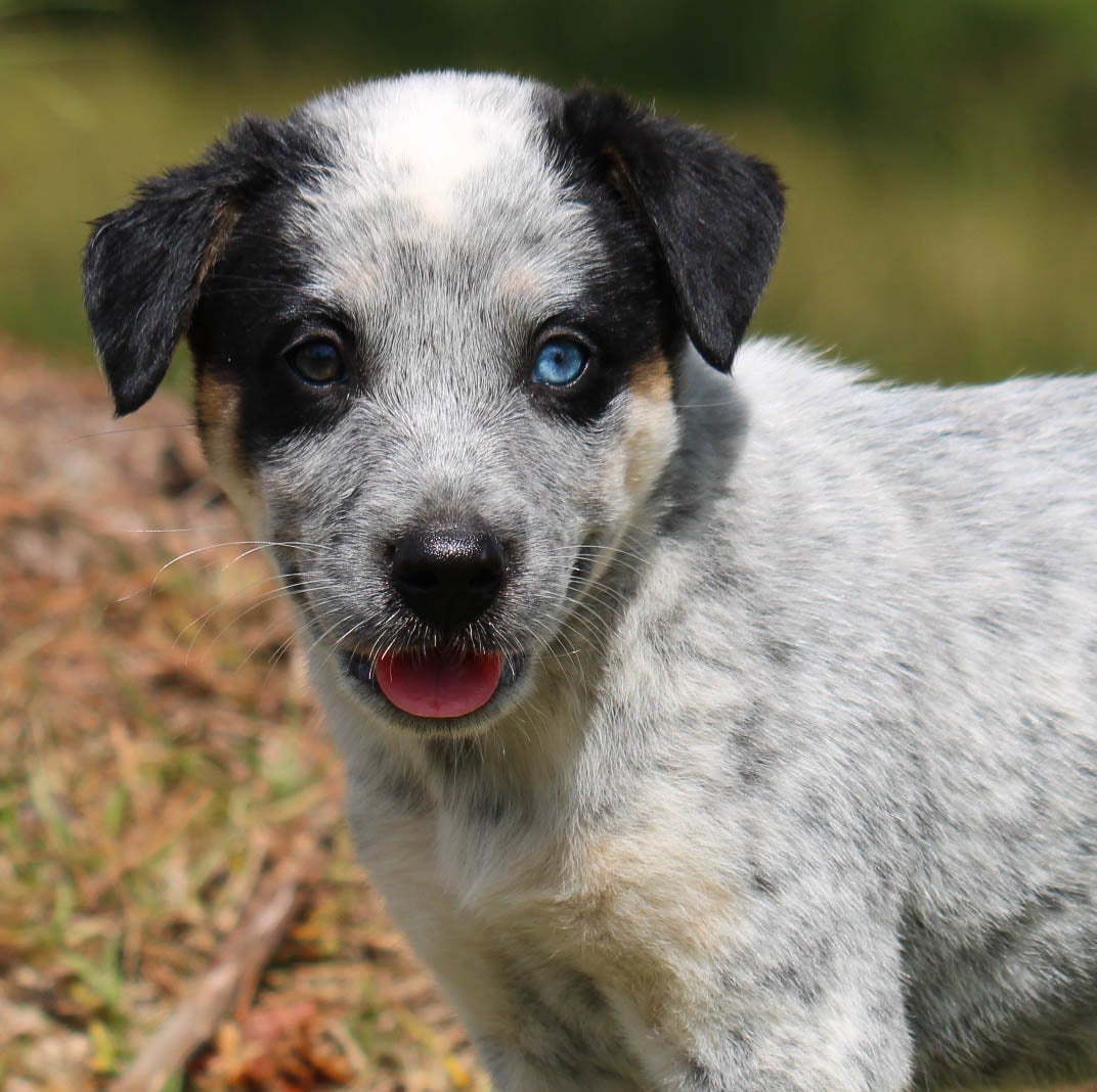 Blue Eyes Blue Heeler Puppies Near Me Black And White Blue Heeler
