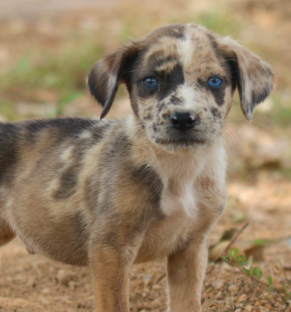Chocolate Lab Catahoula Mix Puppy Louisiana Catahoula Leopard Dog