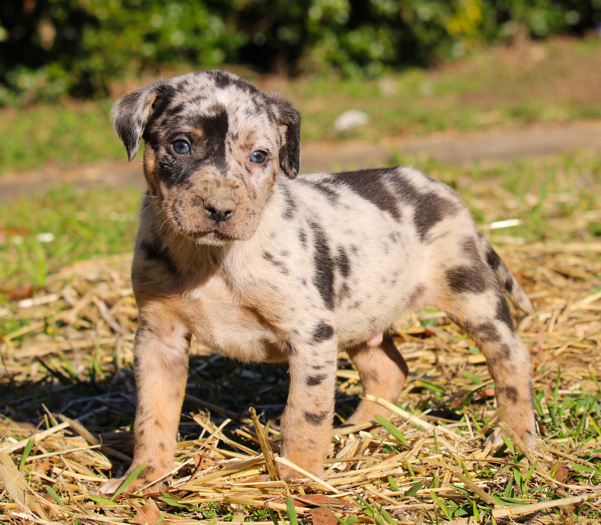 Purebred Catahoula Cheap Purebred Catahoula Puppies For Sale Deals
