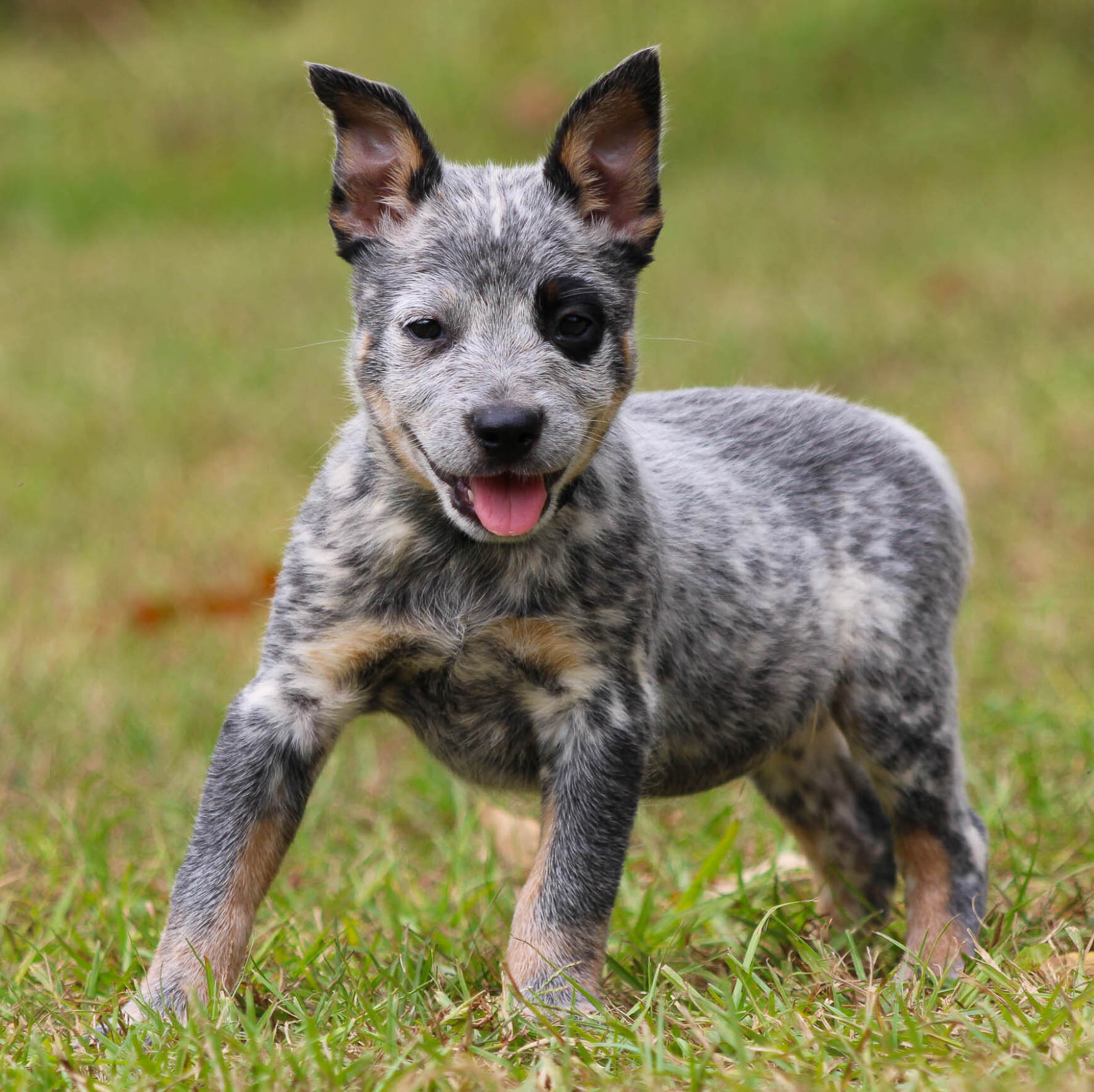 Dog Adoption Australian Cattle Dog Schnauzer Mix Blue Heeler