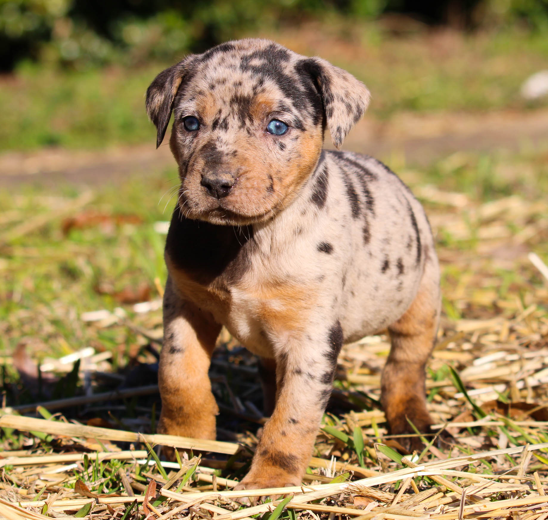 Month Old Catahoula Female Catahoula Catahoula Kennels Catahoula