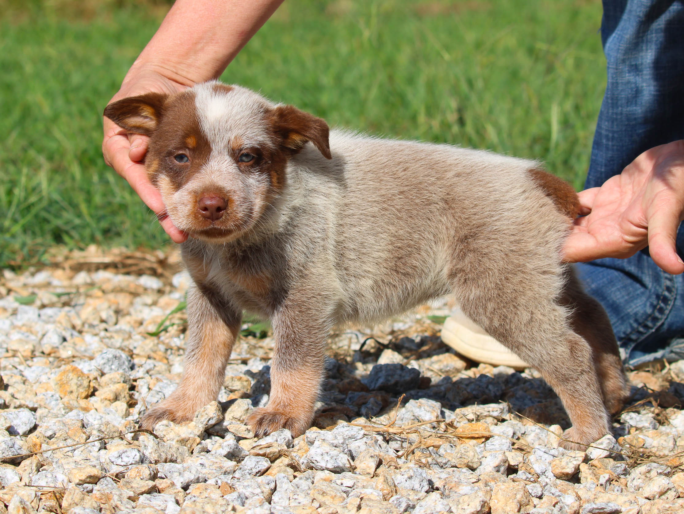Chocolate heeler for sale sale
