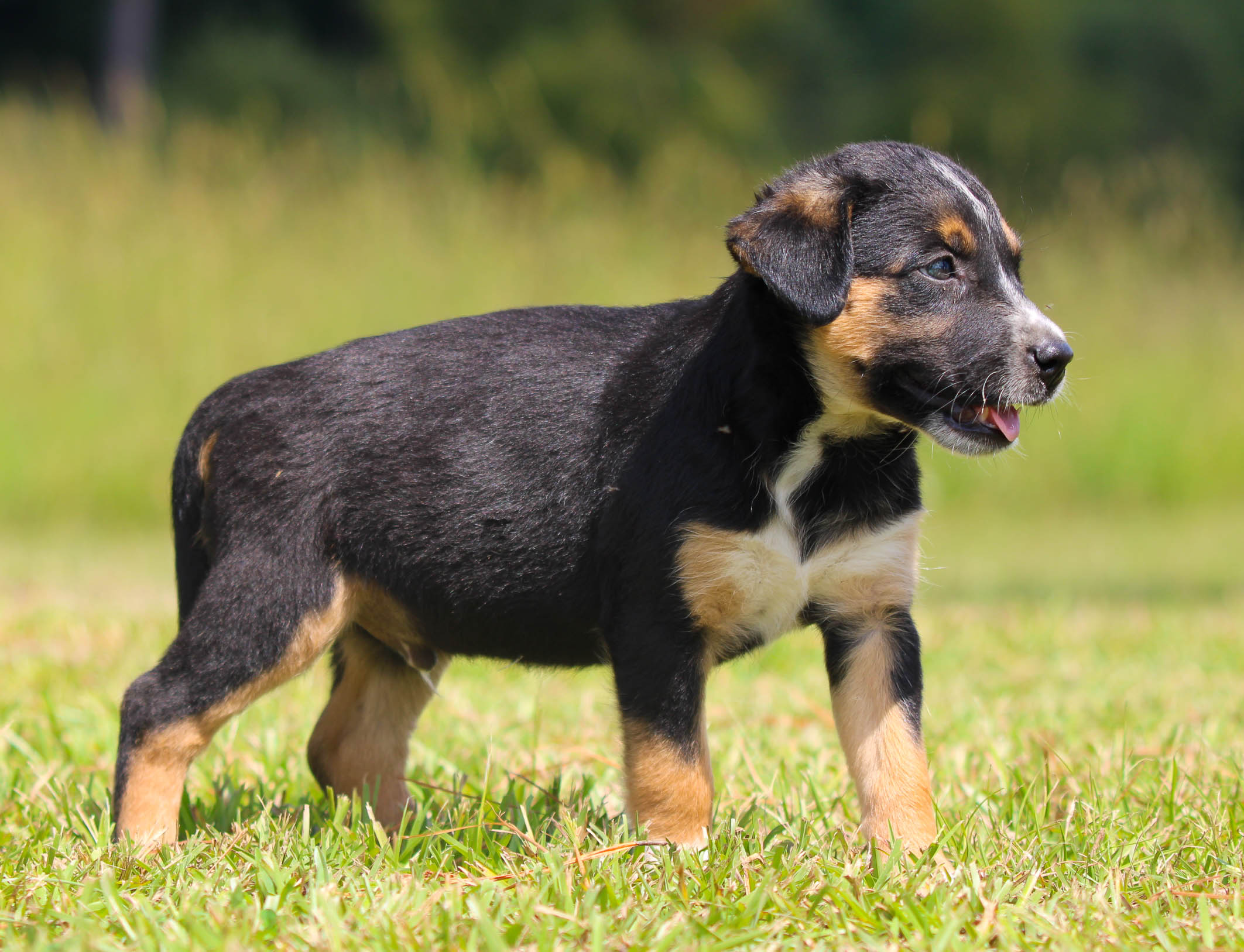 Dog Mix Heelers For Sale Near Me Texas Heeler Blue Heeler