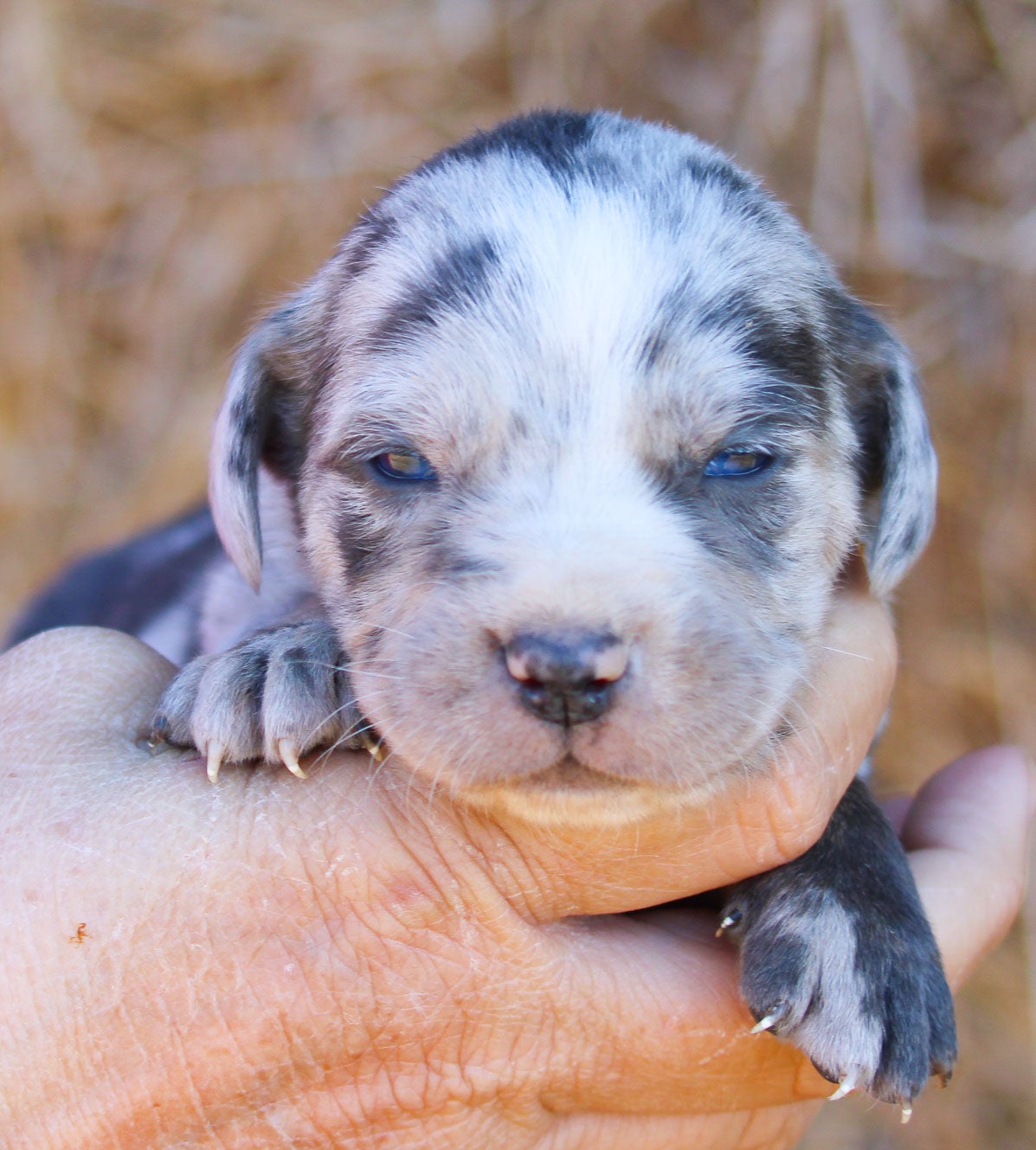 Merle Catahoula Leopard Dog Blue Merle Catahoula Blue Merle