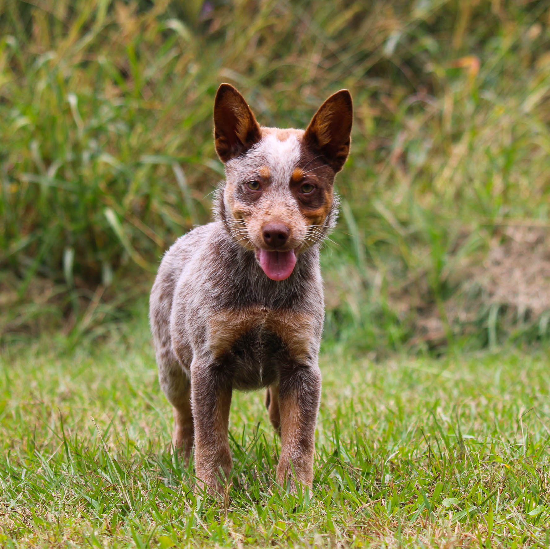Queensland Heeler Rescue Heeler Rescue Near Me Top