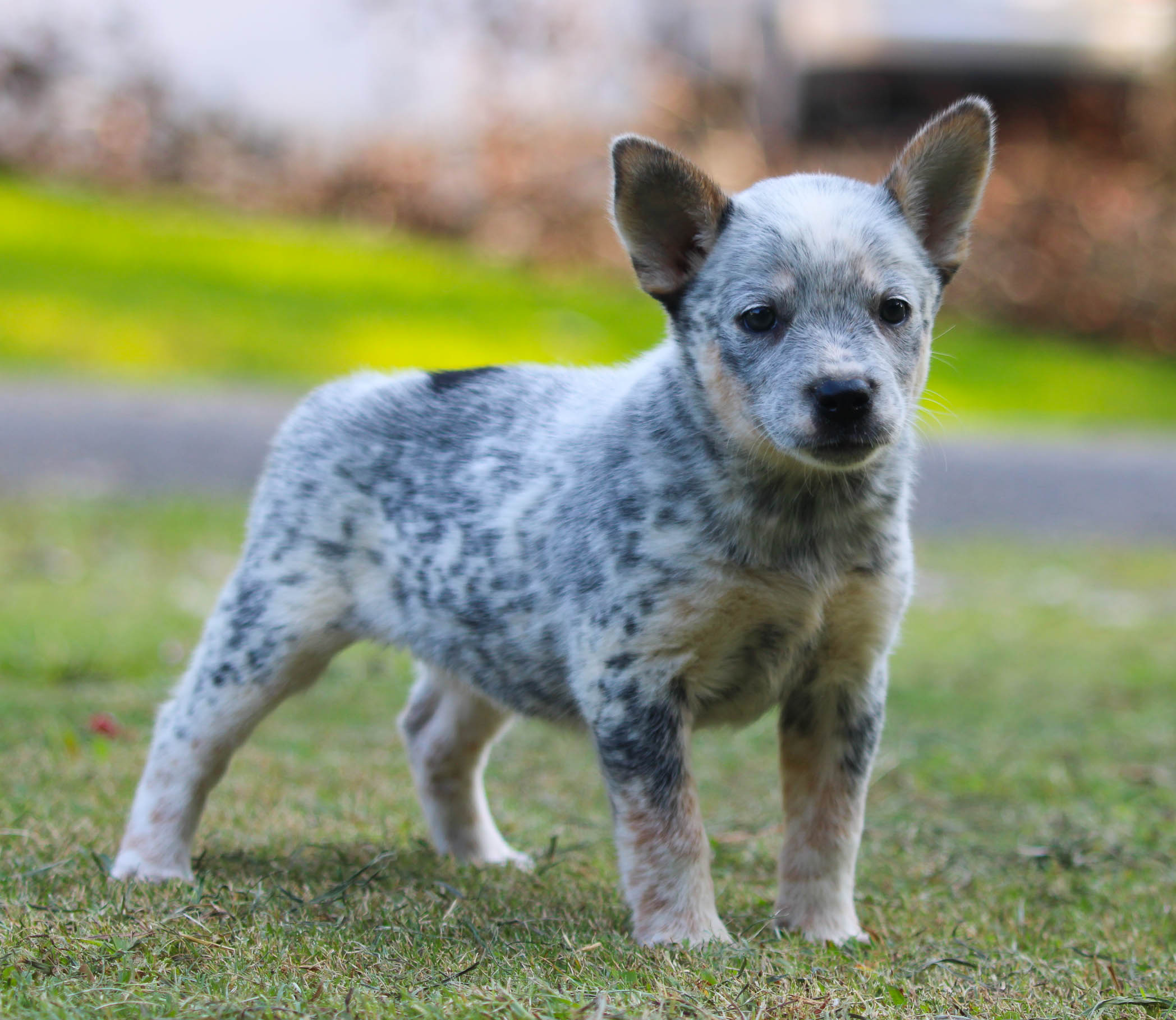 Cream Australian Cattle Dog Husky Mix Texas Blue Heeler Mix