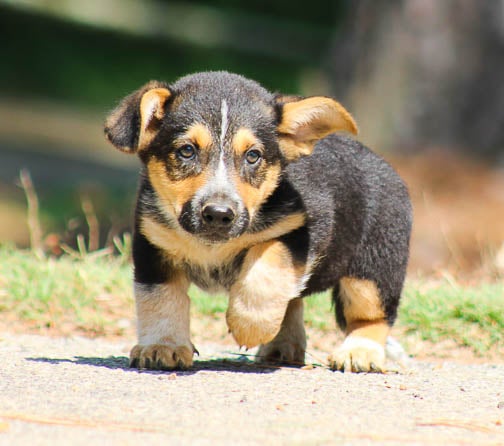 Wiener Dog Corgi Golden Retriever Mix Price Dorgi Breed German