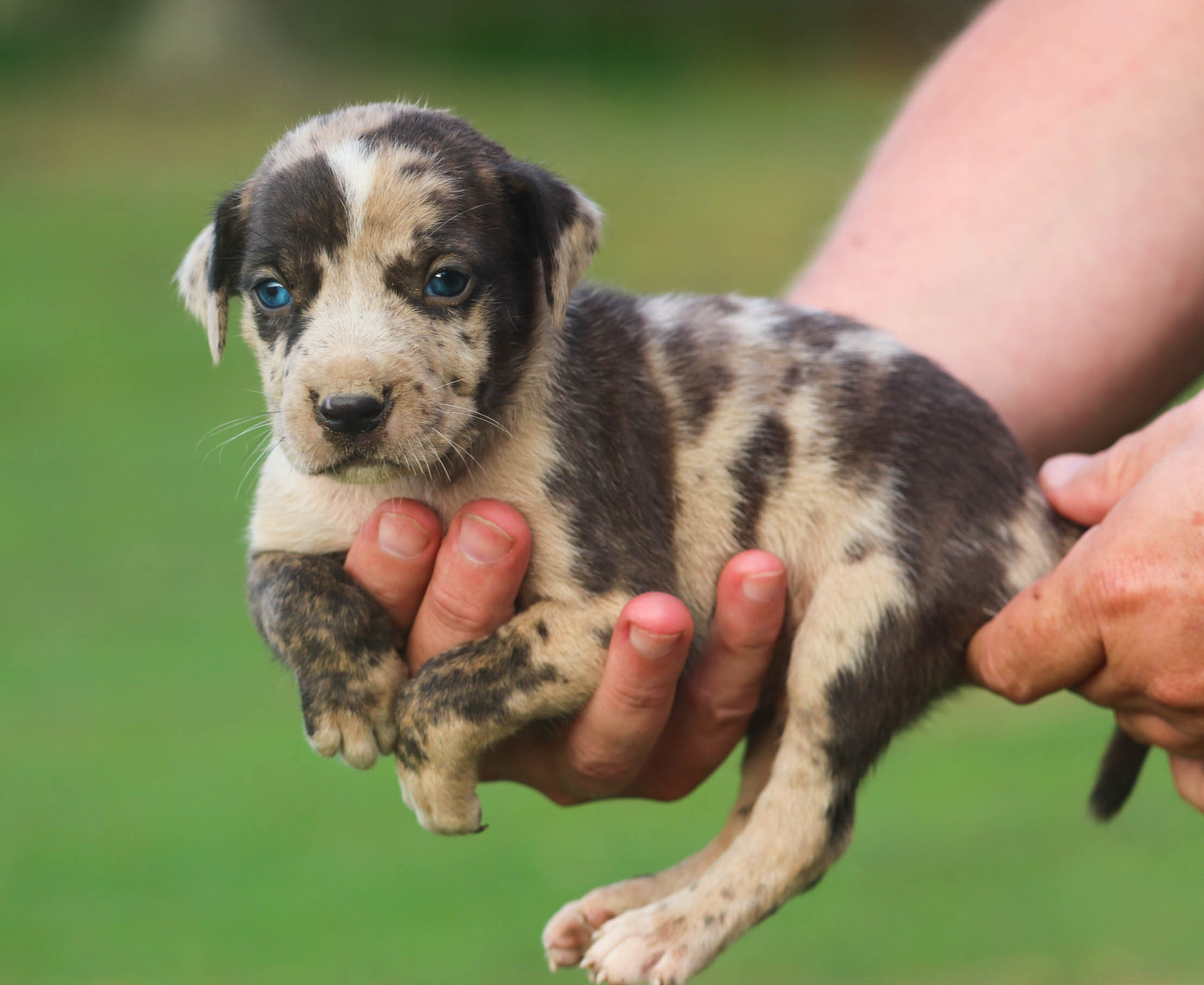 Grey Catahoula Leopard Dog Puppy Blue Eyes Blue Catahoula Leopard