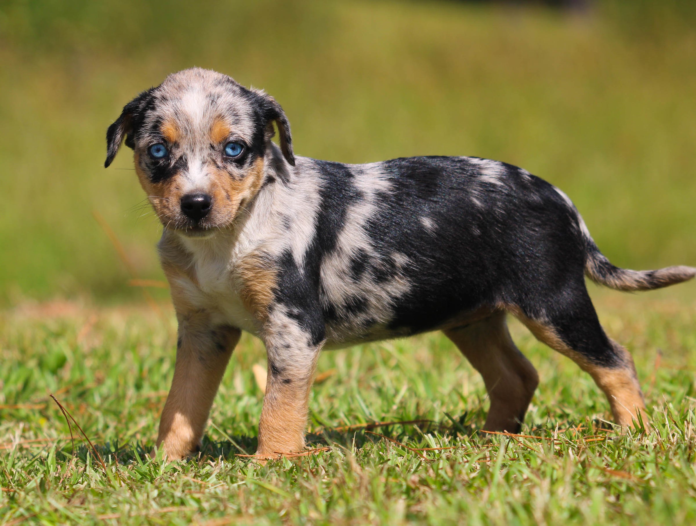 Blue merle texas heeler top