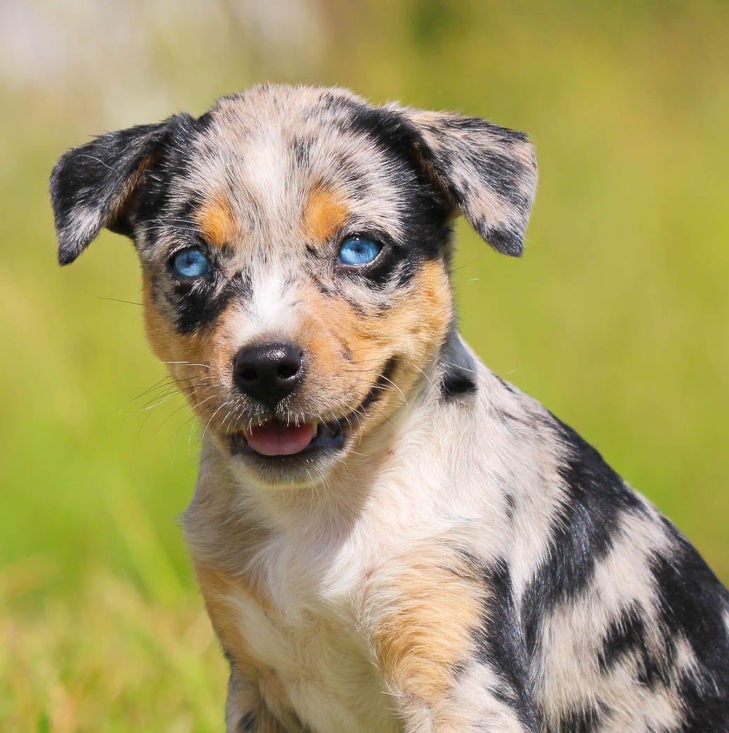 Heeler Puppies German Shepherd Mix With Australian Cattle Dog