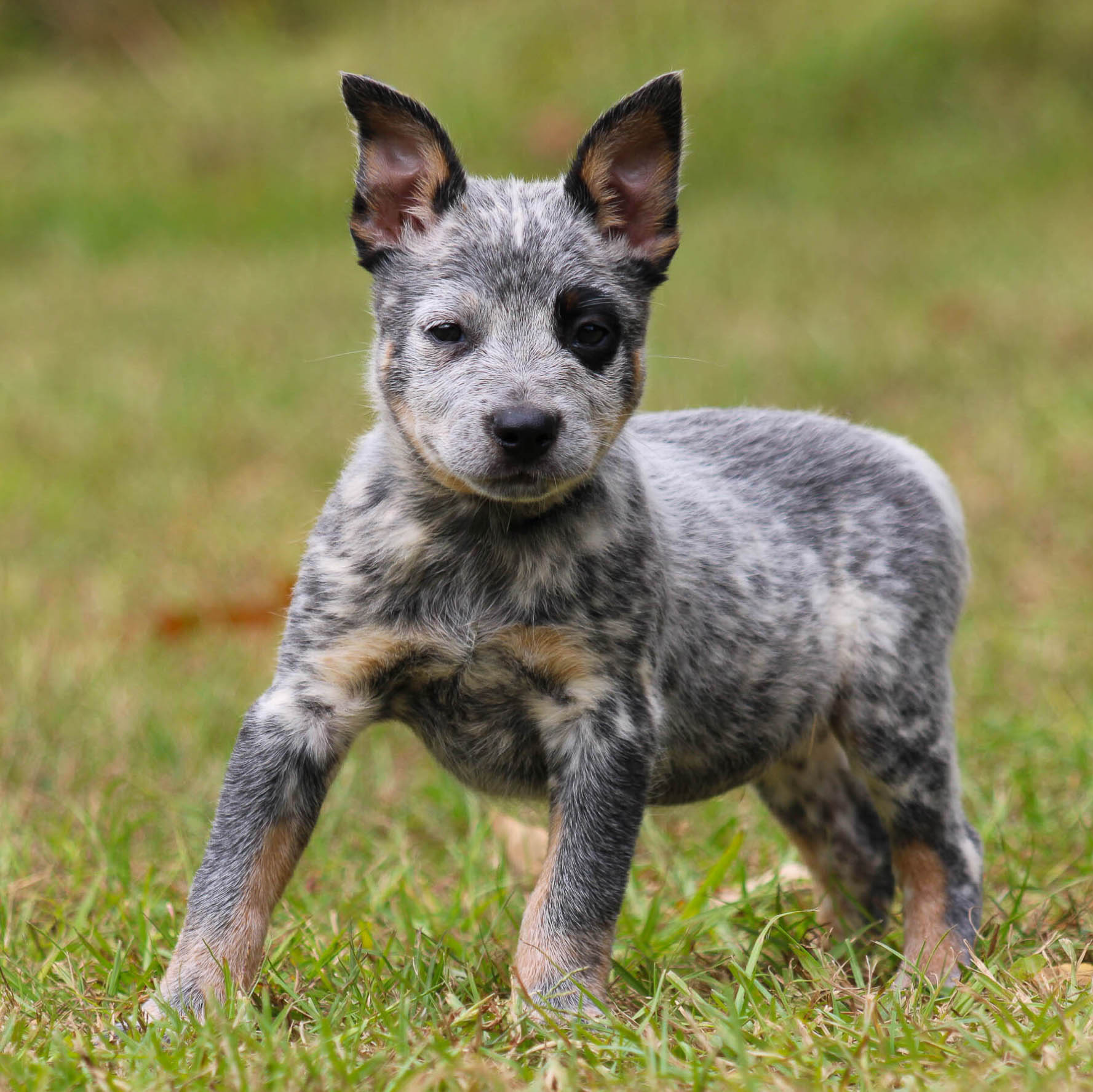 Australian Cattle Dog Lancaster Heeler Blue Heeler Golden