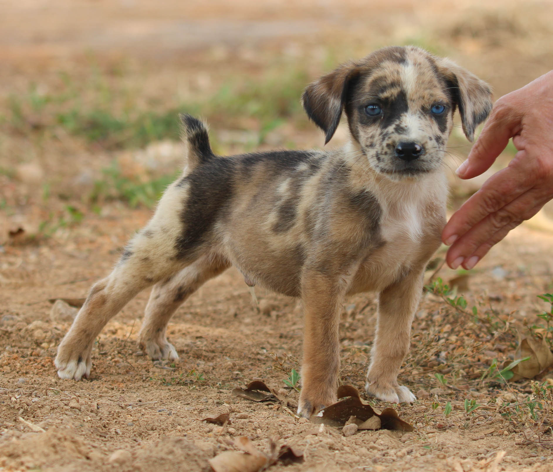 Catahoula Hound American Leopard Hound Rescue Dog Price Catahoula