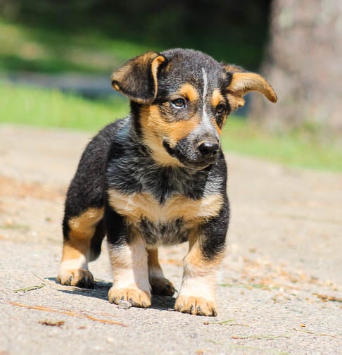 Fashion corgi blue heeler puppy