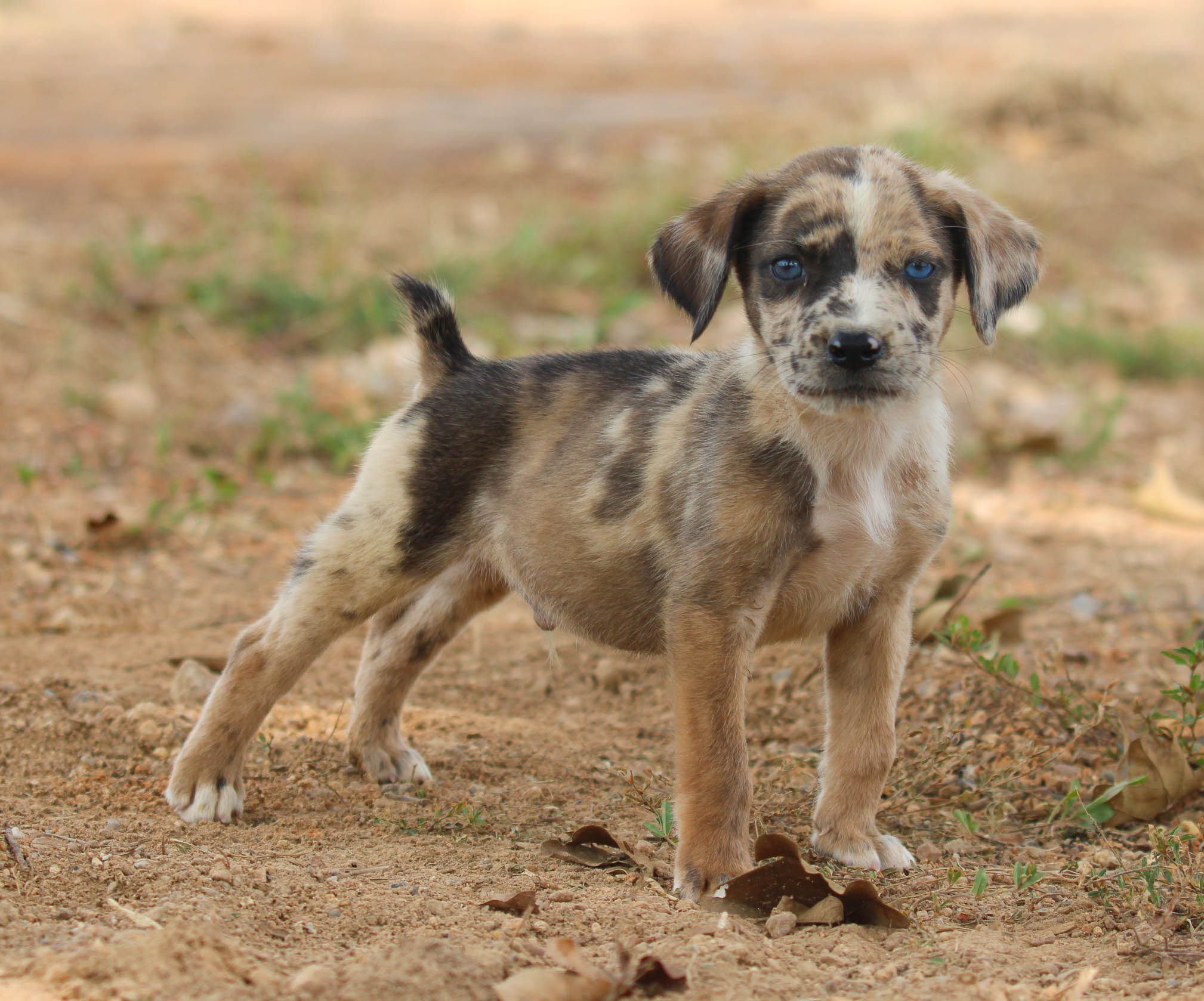 Blue Heeler Puppies Catahoula Red Heeler Catahoula Australian