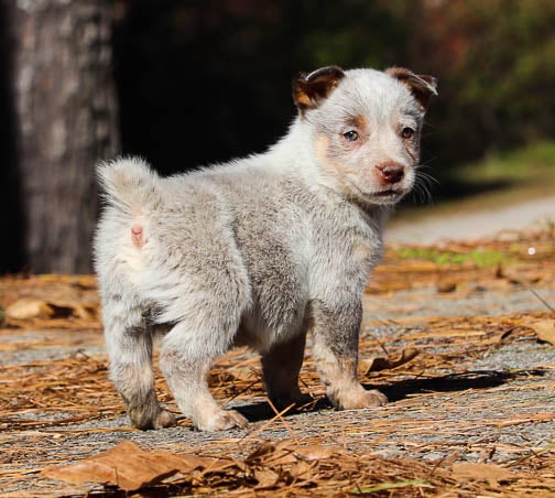 COLT Chocolate Heeler male 650 Herding pups