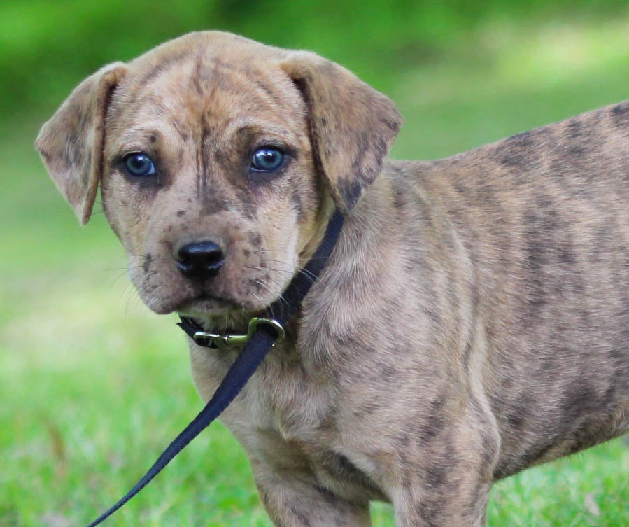 Catahoula Blue Merle Black Mouth Cur 2+ Thousand Catahoula Dog