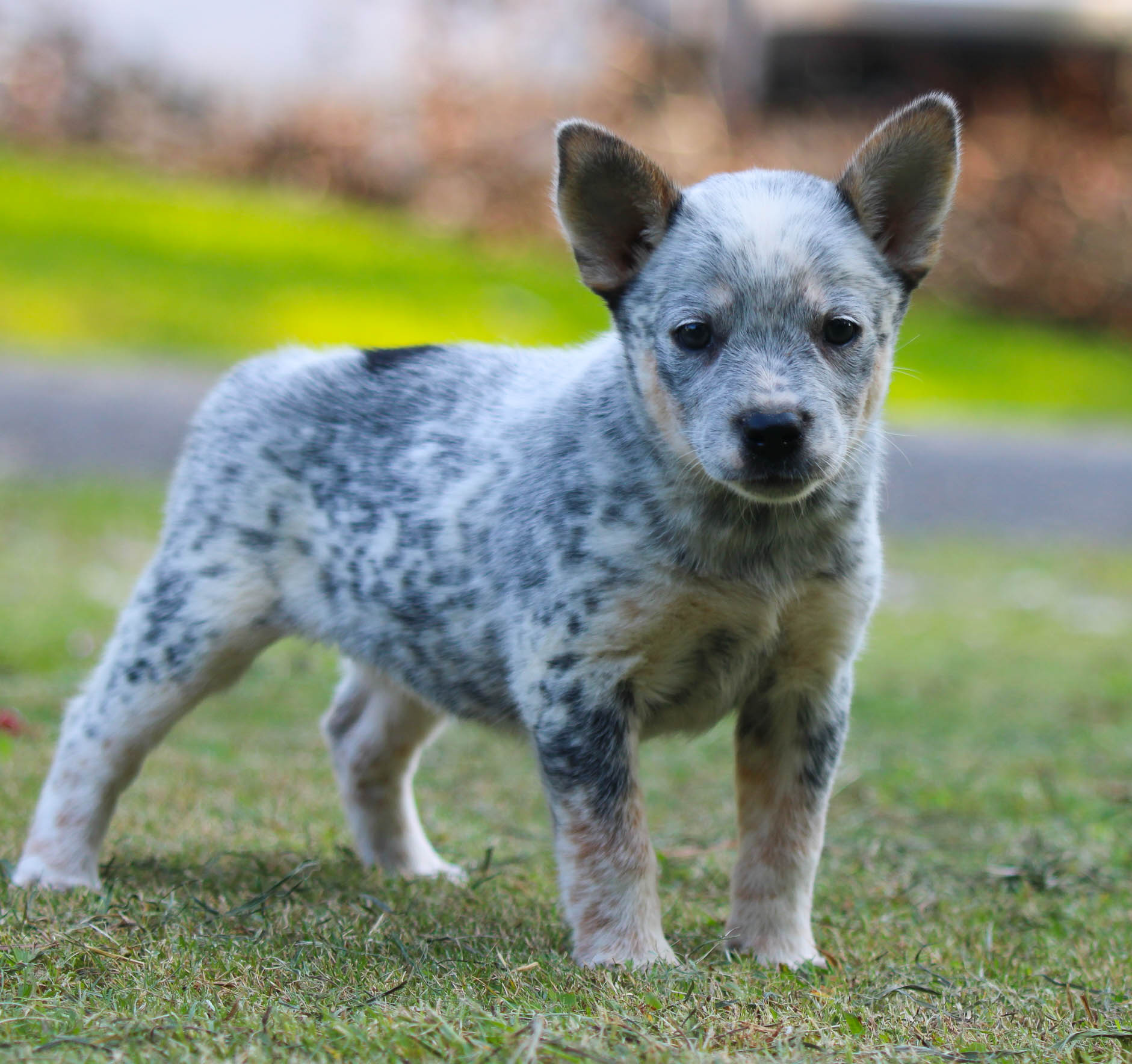 Blue Eyes Blue Heeler Blue Merle Light Blue Heeler Dog, Blue Eyes