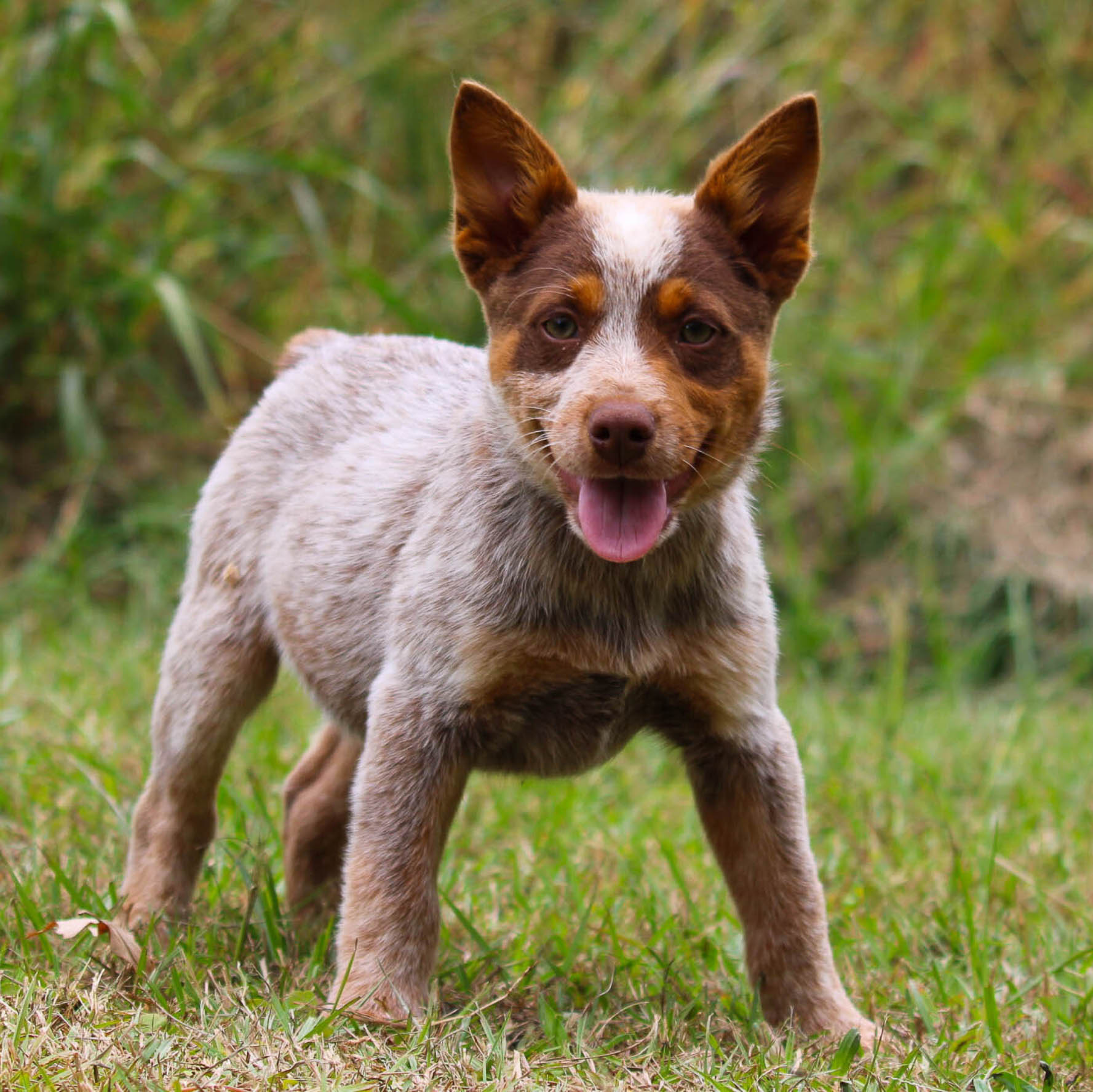 KODI Chocolate Heeler male 650 Herding pups