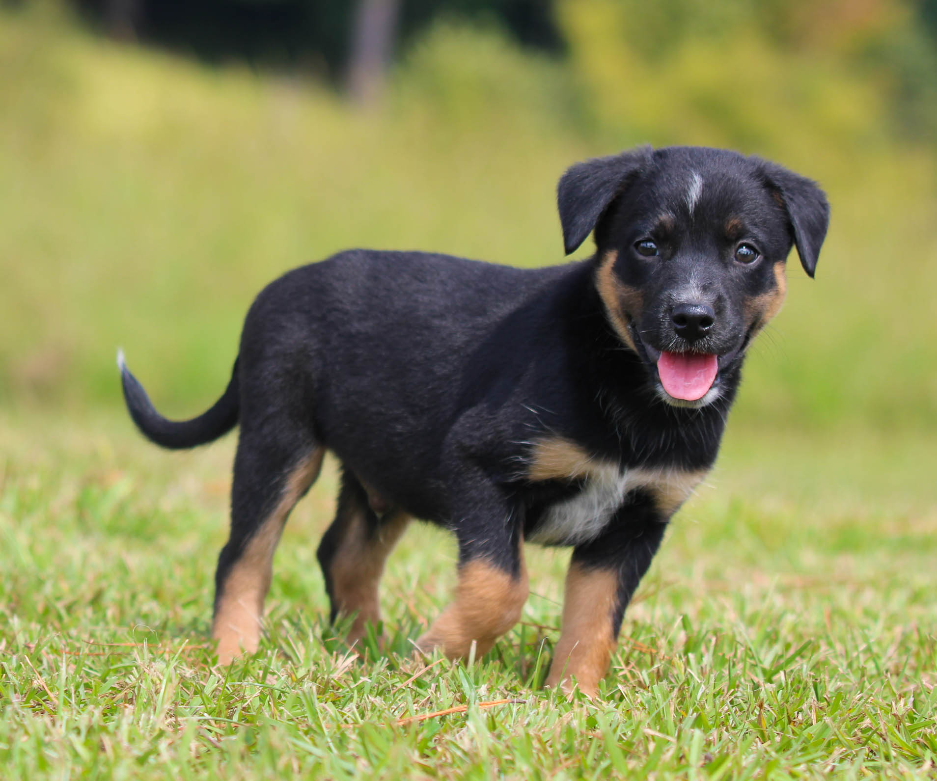 Border Rottie Collie X Rottweiler Border Collie X Rottweiler Collie X  Rottweiler, image size:1908x1591