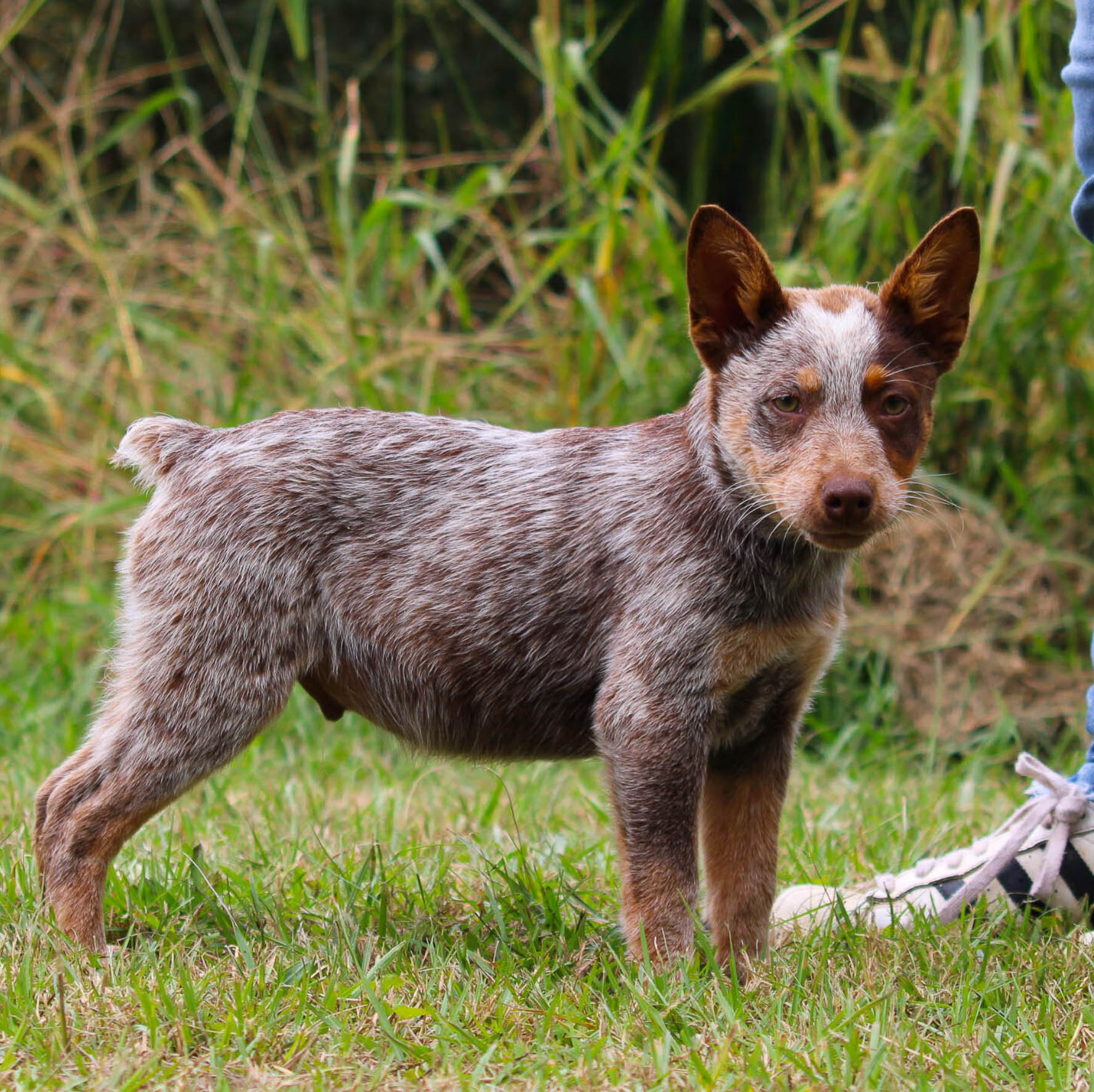 Shepherd Cattle Dog Australian Shepherd Blue Heelers For Sale