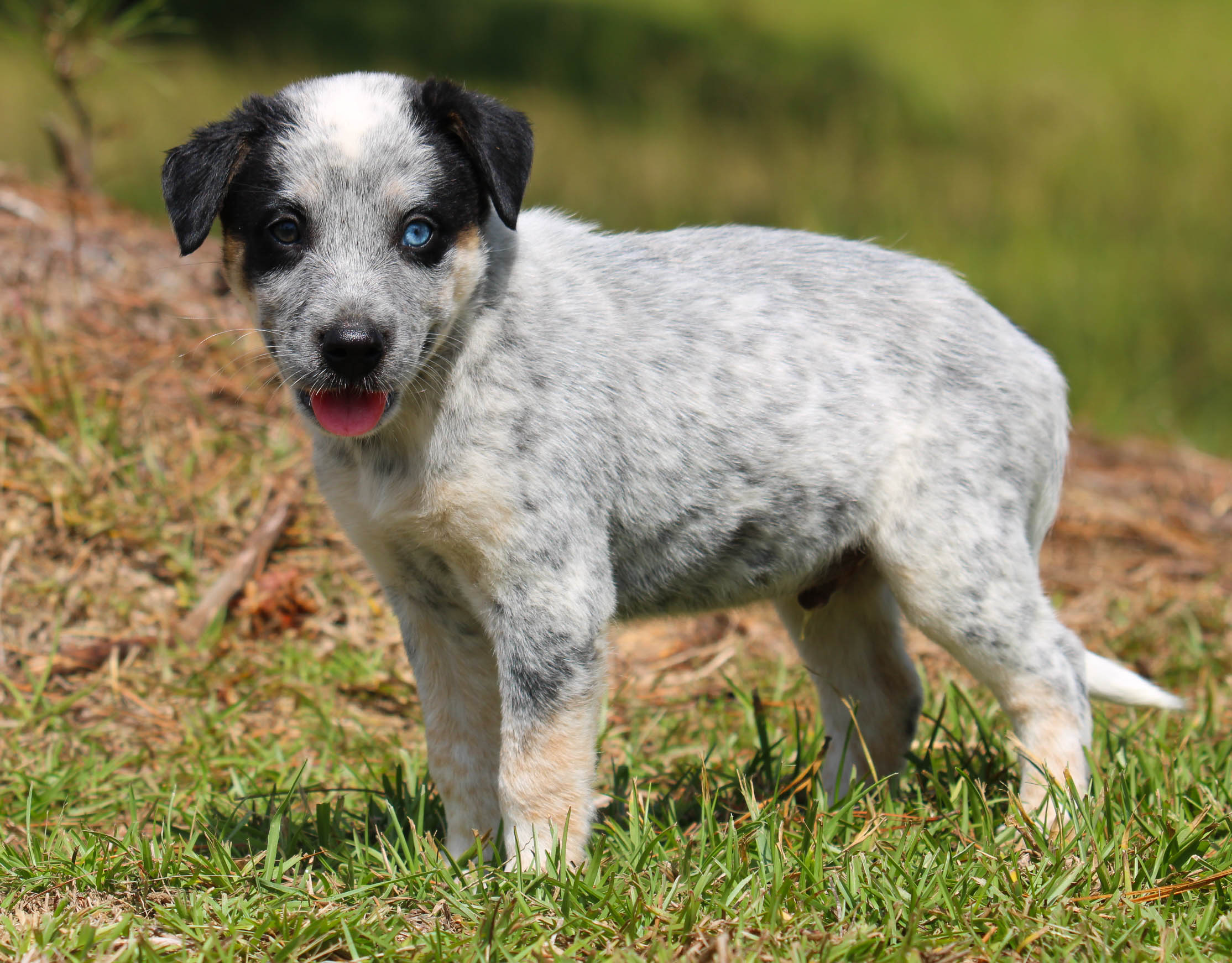 HOT Dark Blue Heeler Texas Heeler Dark Blue Heeler Full Grown