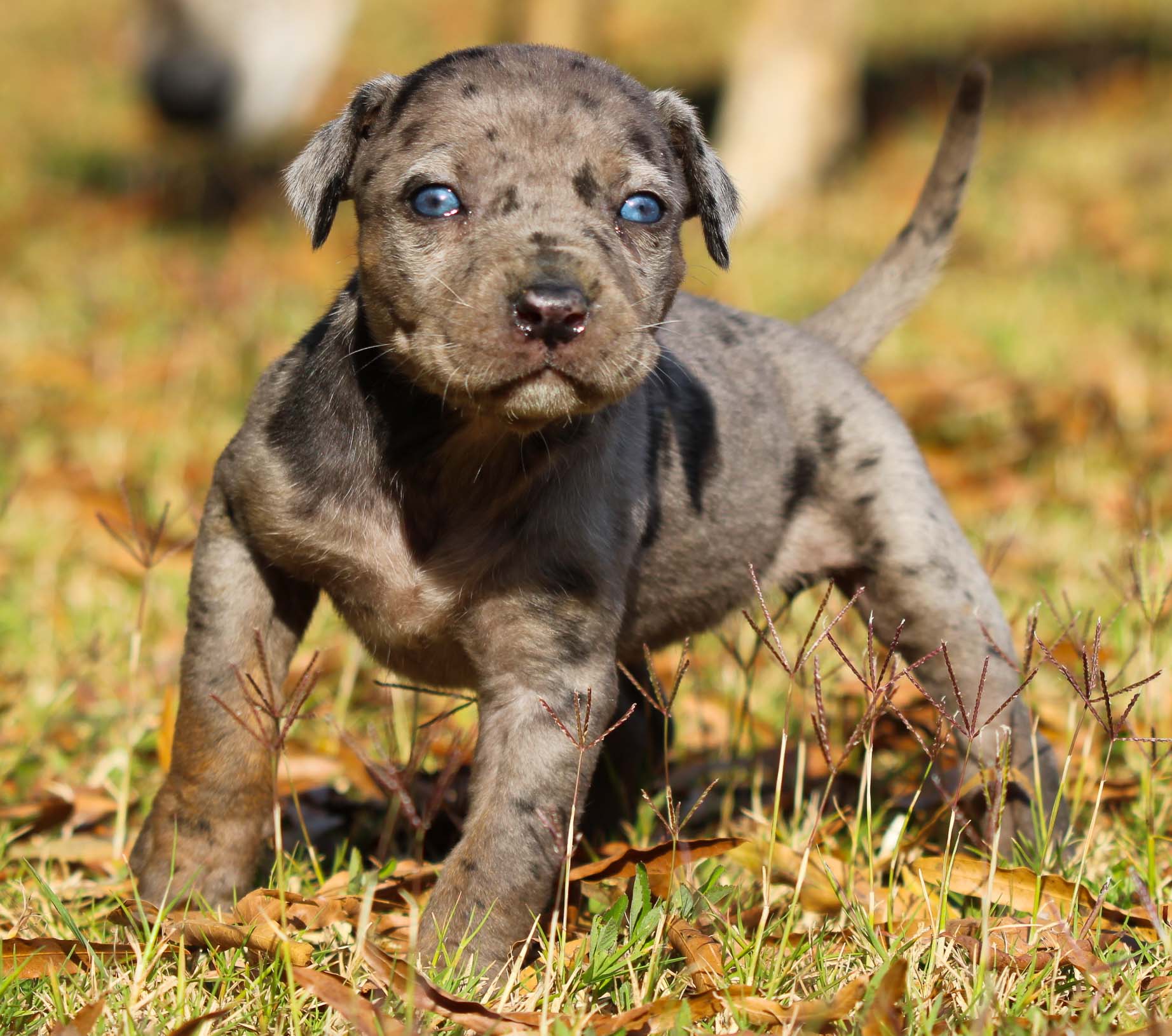 Catahoula Pitbull Mix Brown Mix Brindle Pitbull Catahoula Mix For
