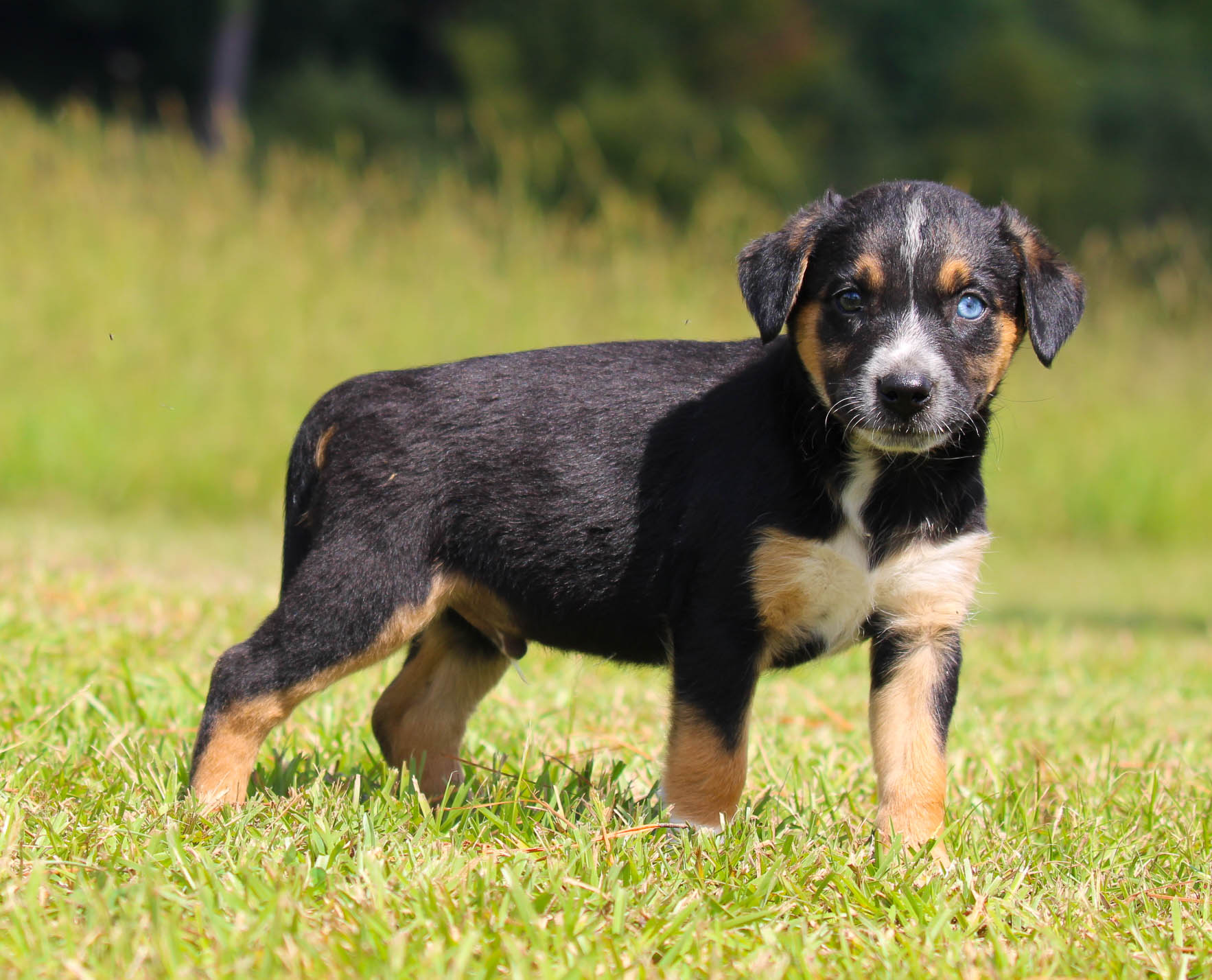 Cattle Heeler Lab Mix Puppy Queensland Mix Dog Queensland Heeler