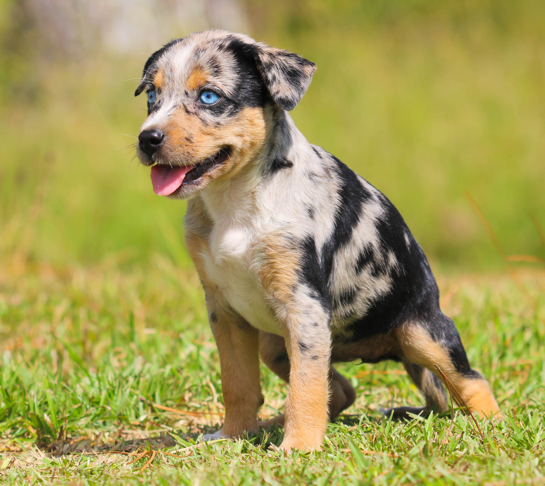 Texas Heeler Australian Cattle Dog Mix Breeds Australian Shepherd