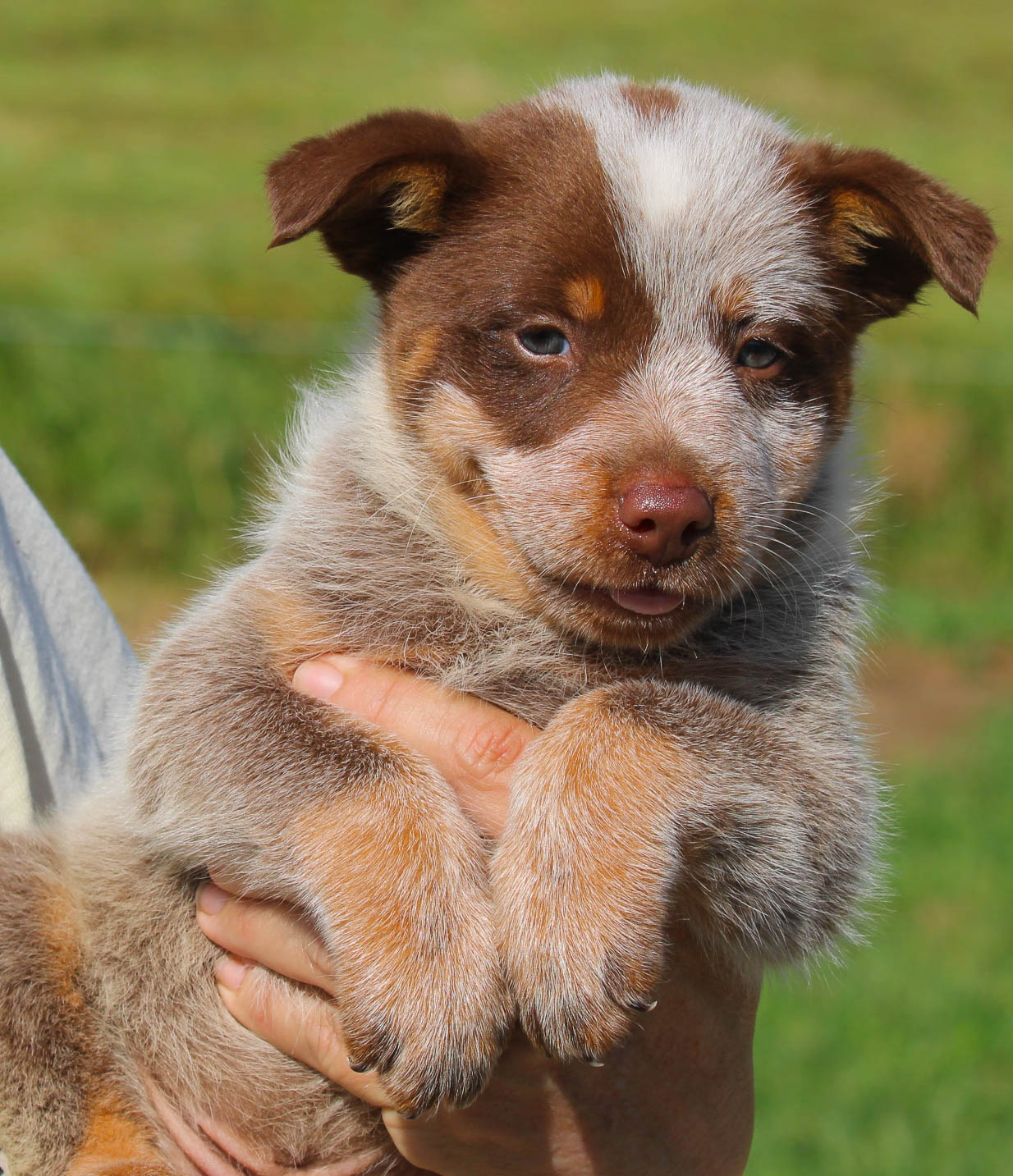 HUCK Chocolate Heeler male 650 Herding pups
