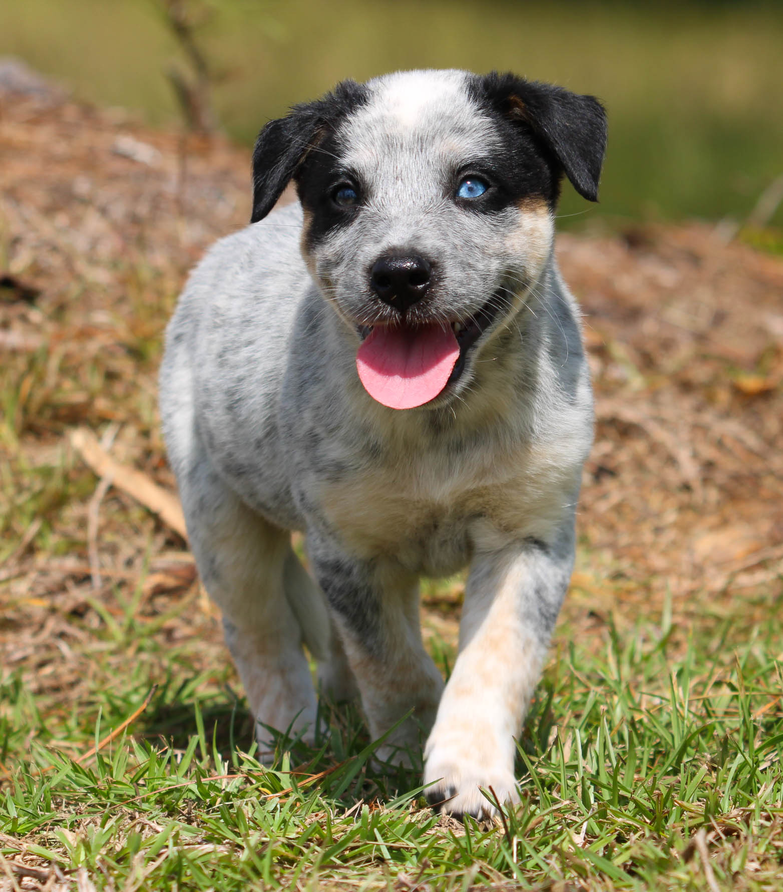 Pitbull Husky Cattle Dog Mix 46 Best Husky Mix Breeds (Husky Cross