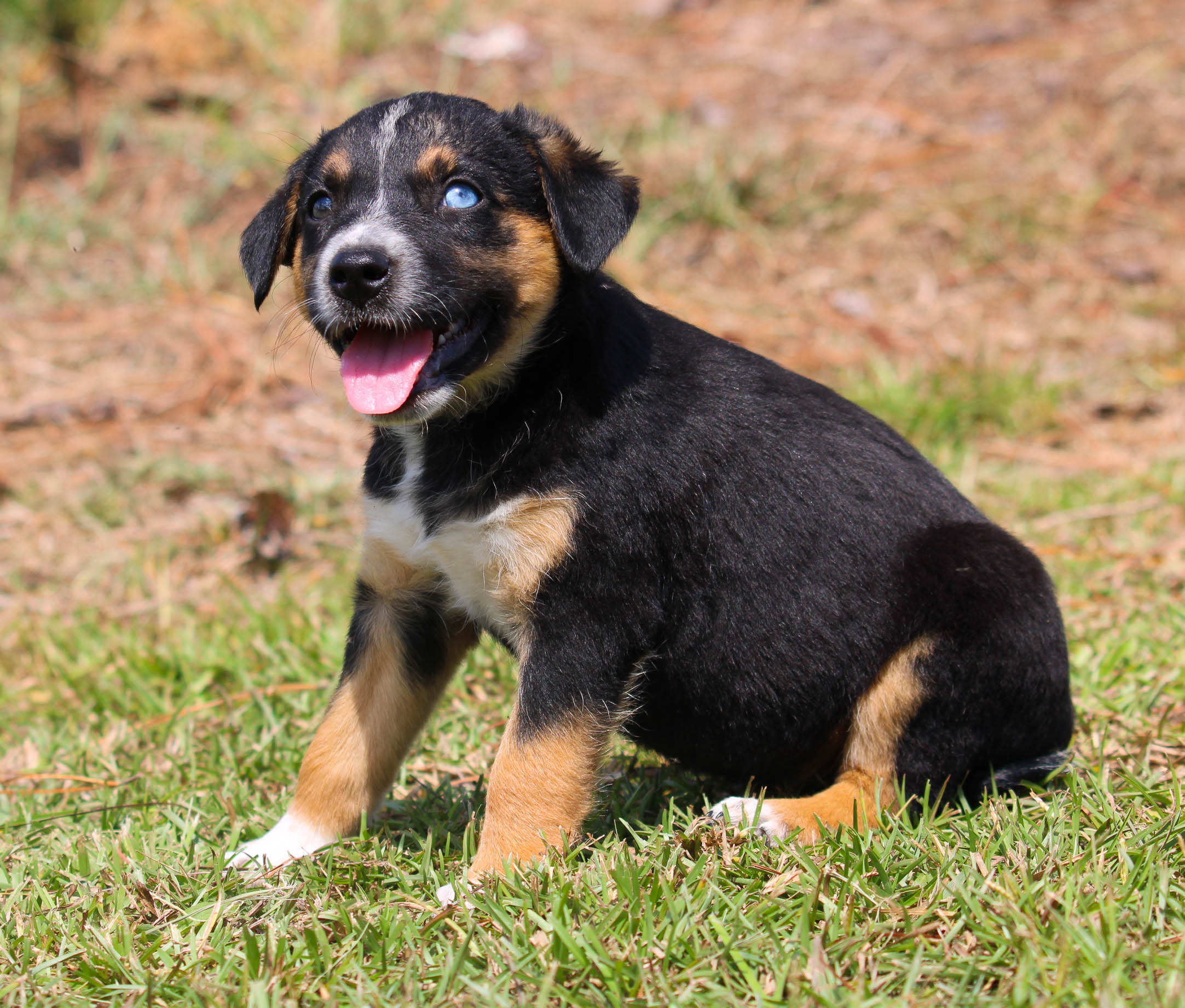 Labraheeler Dog Labraheeler Full Grown Australian Shepherd