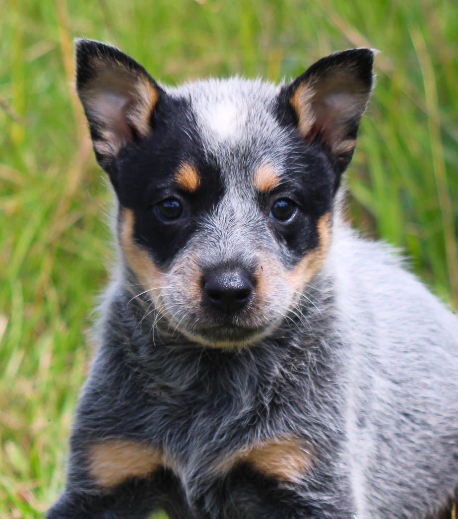 Short hair blue heeler outlet