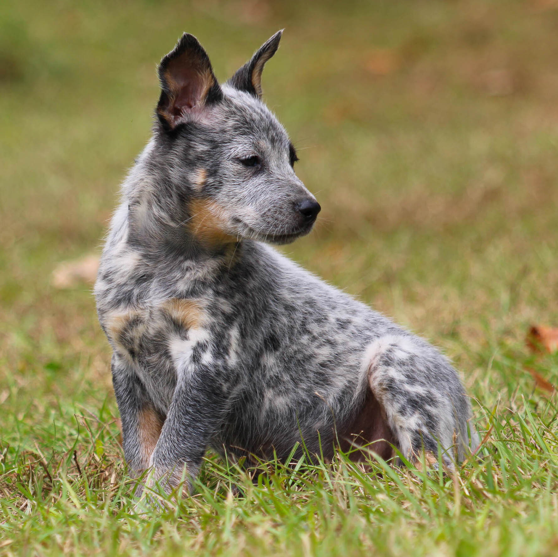 Texas Heeler Puppies Blue Heeler Docked Tail Blue Heeler Colors