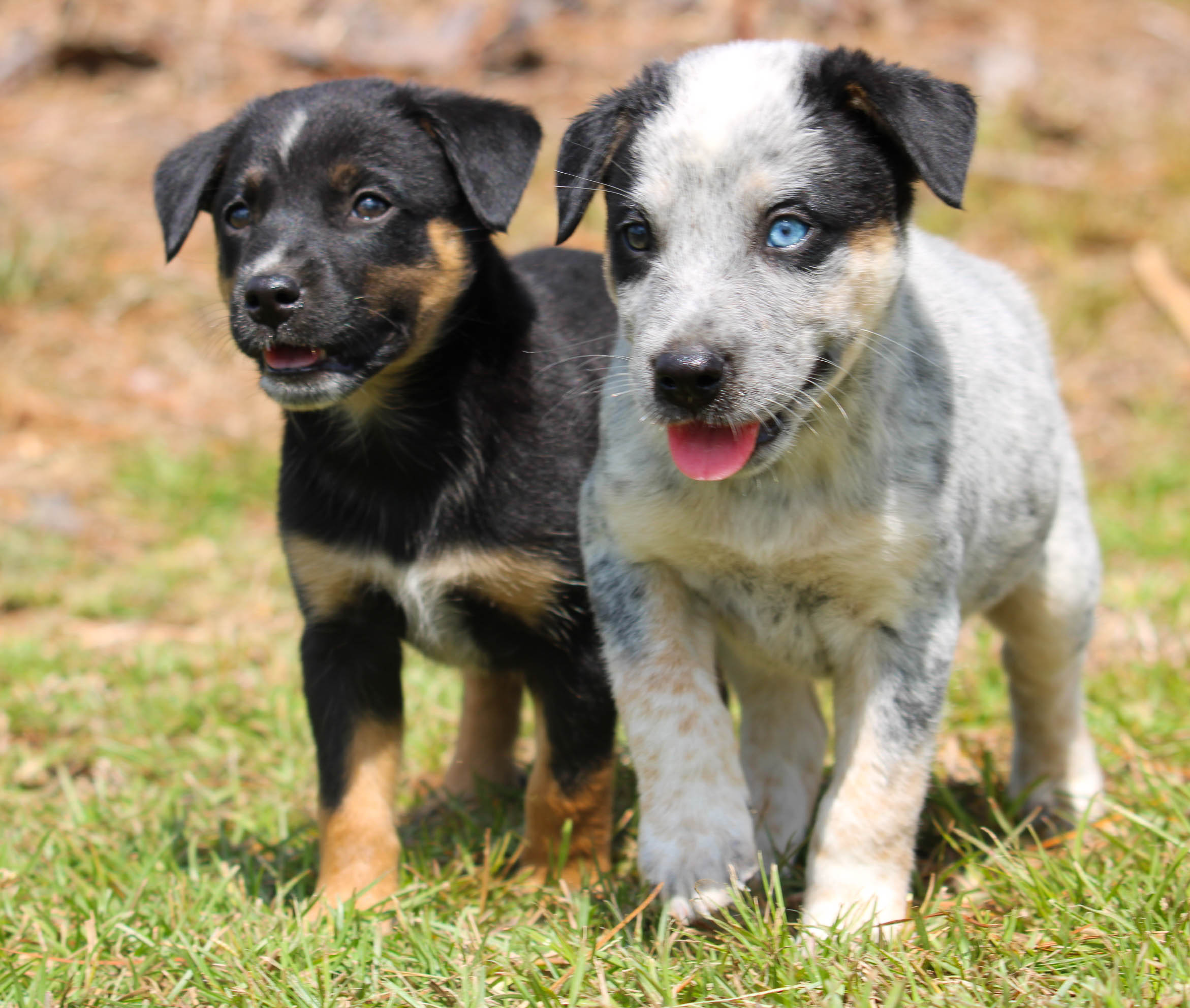 Russell Terrier Cattle Dog Terrier Mix Puppy Texas Heeler Traits