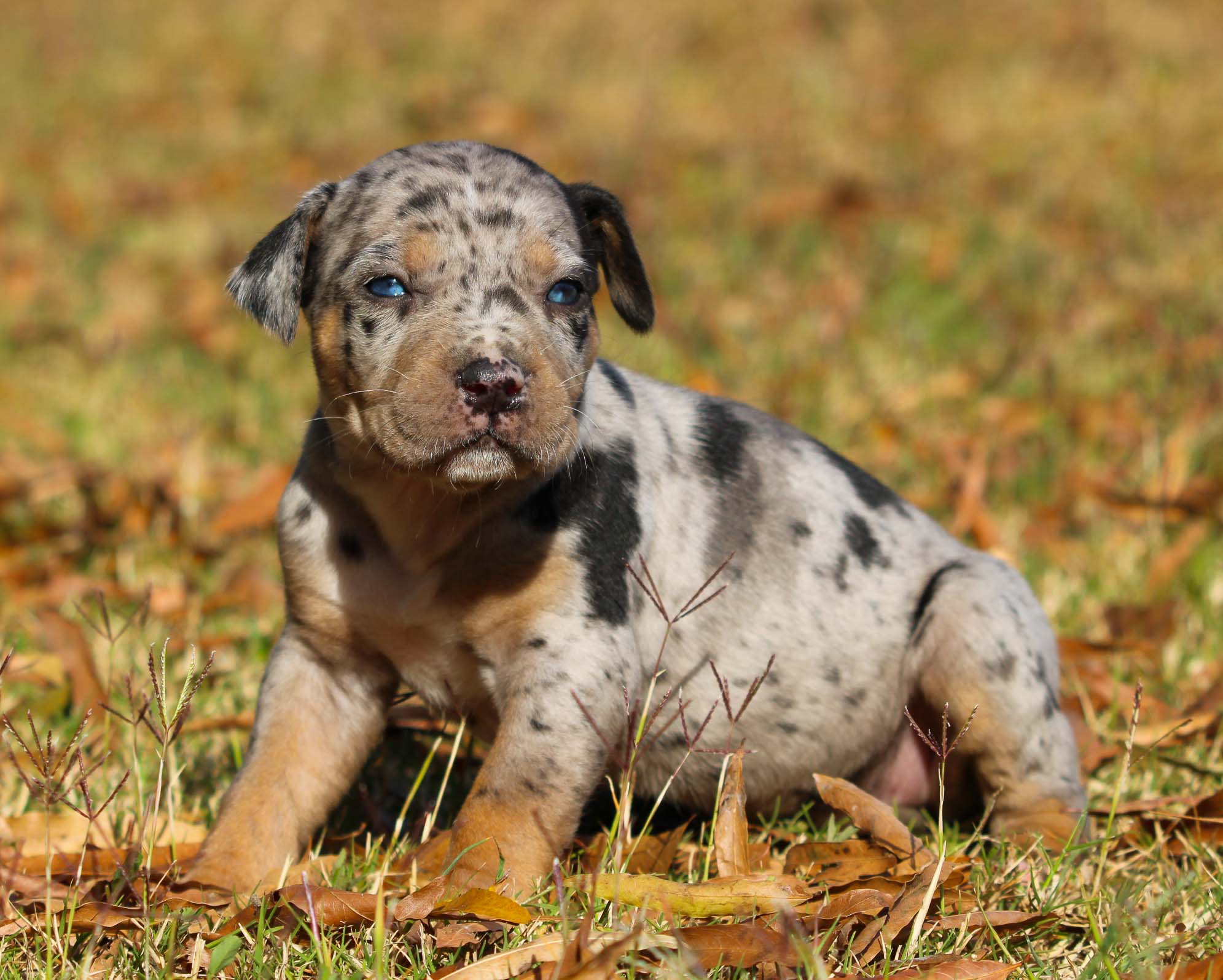 Buy catahoula hotsell leopard dog