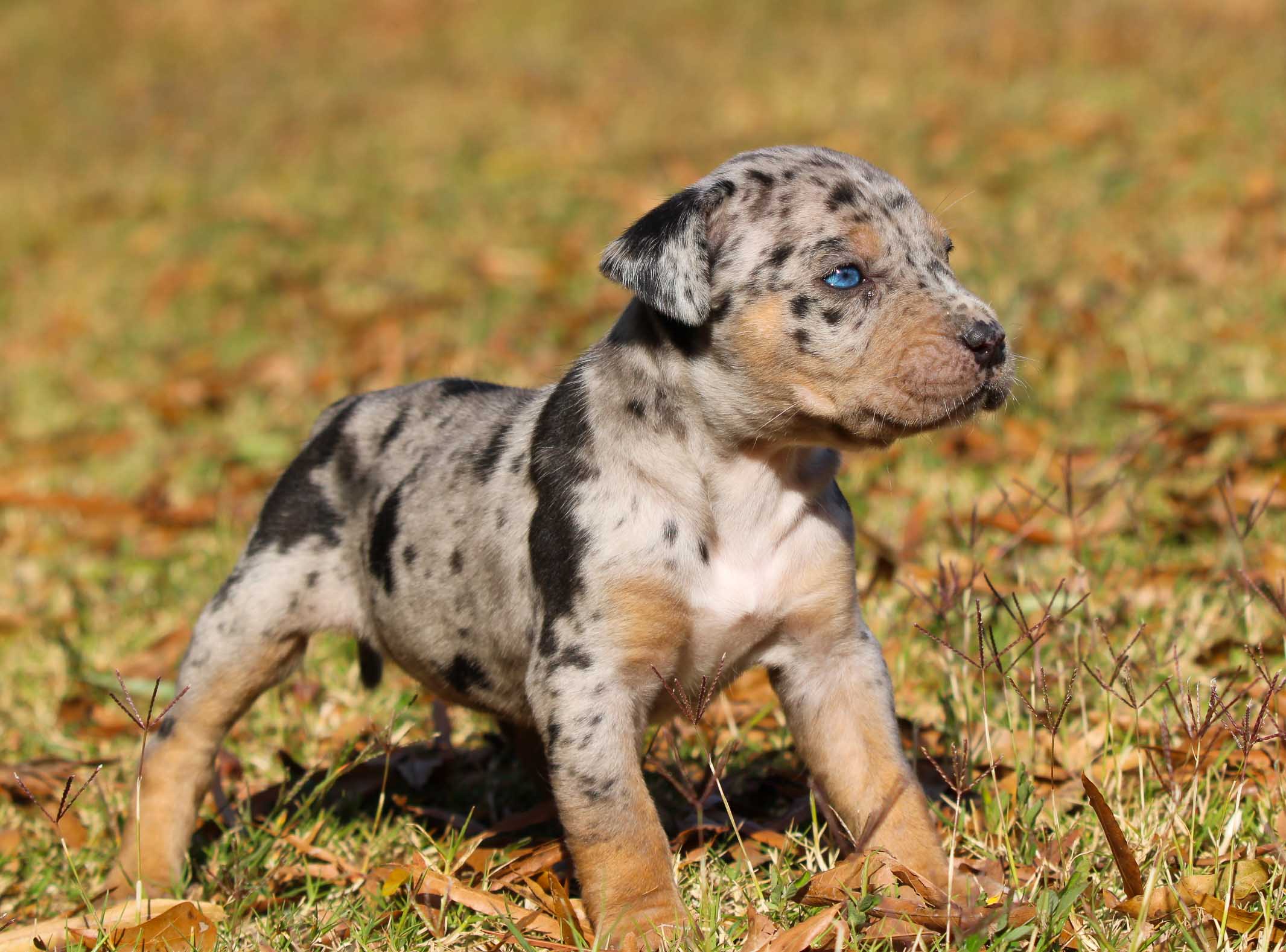 ZOE Catahoula Leopard Dog female 650 Herding pups