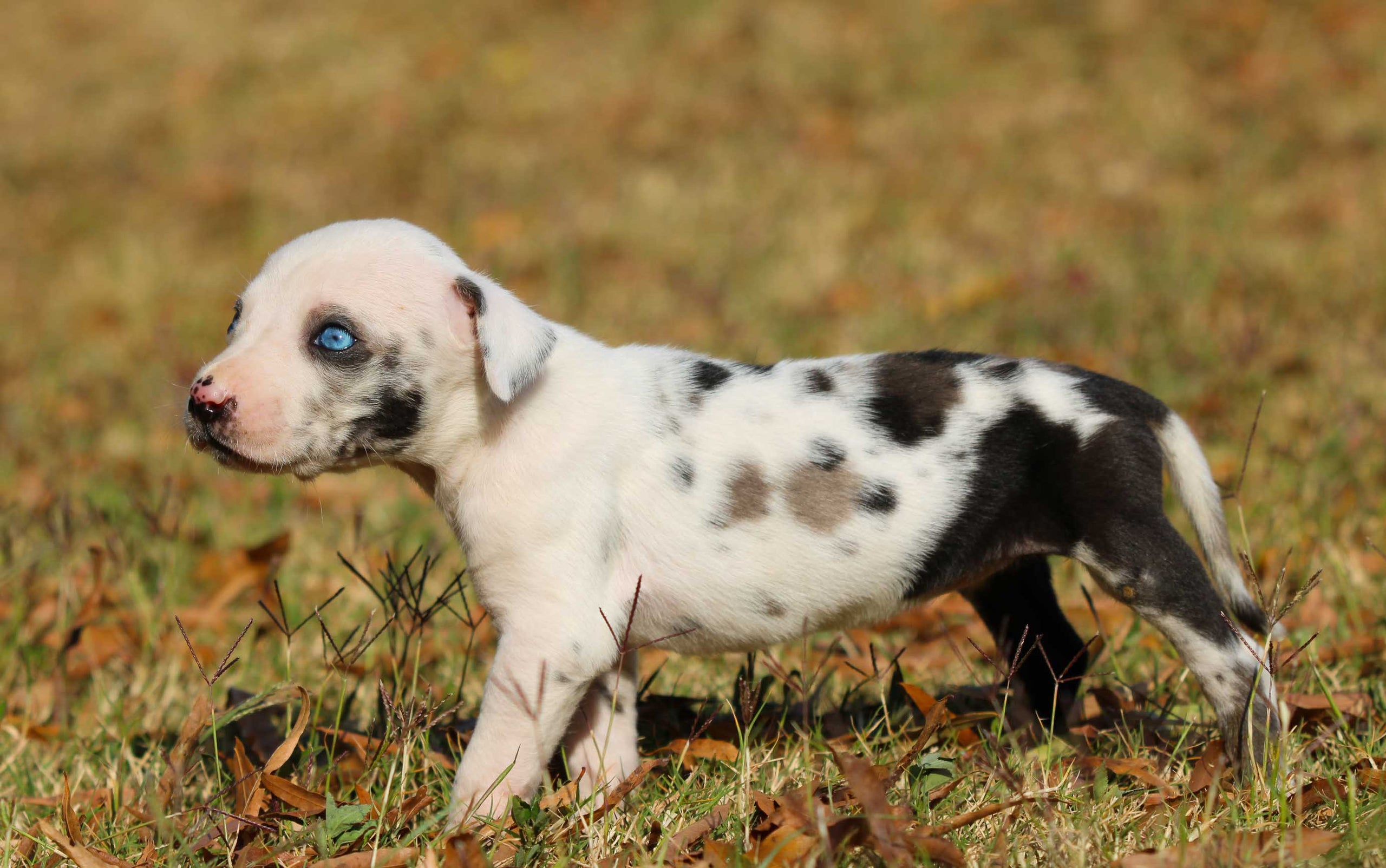Merle catahoula deals leopard dog