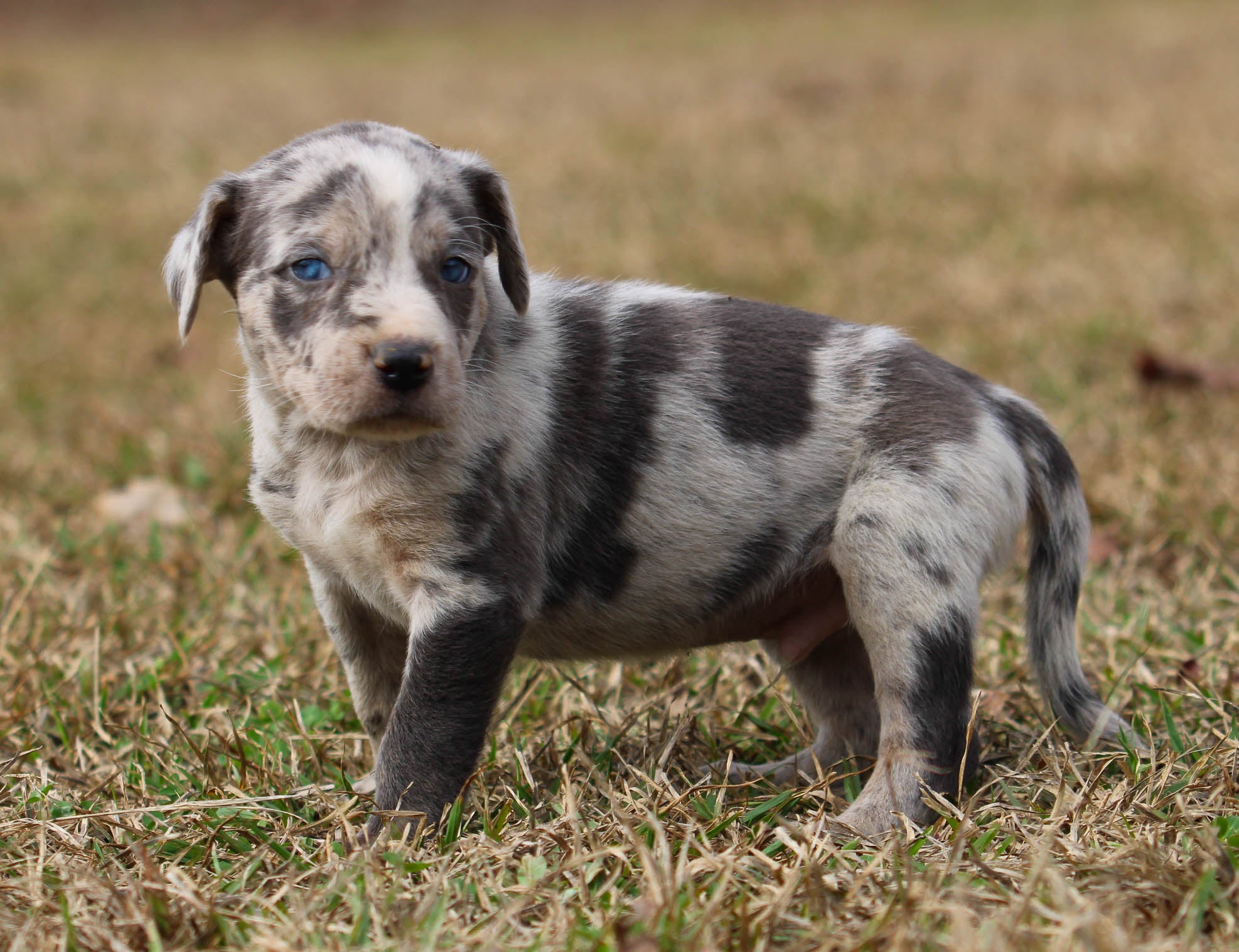 Blue Merle Catahoula Catahoula Puppies For Sale Near Me Catahoula