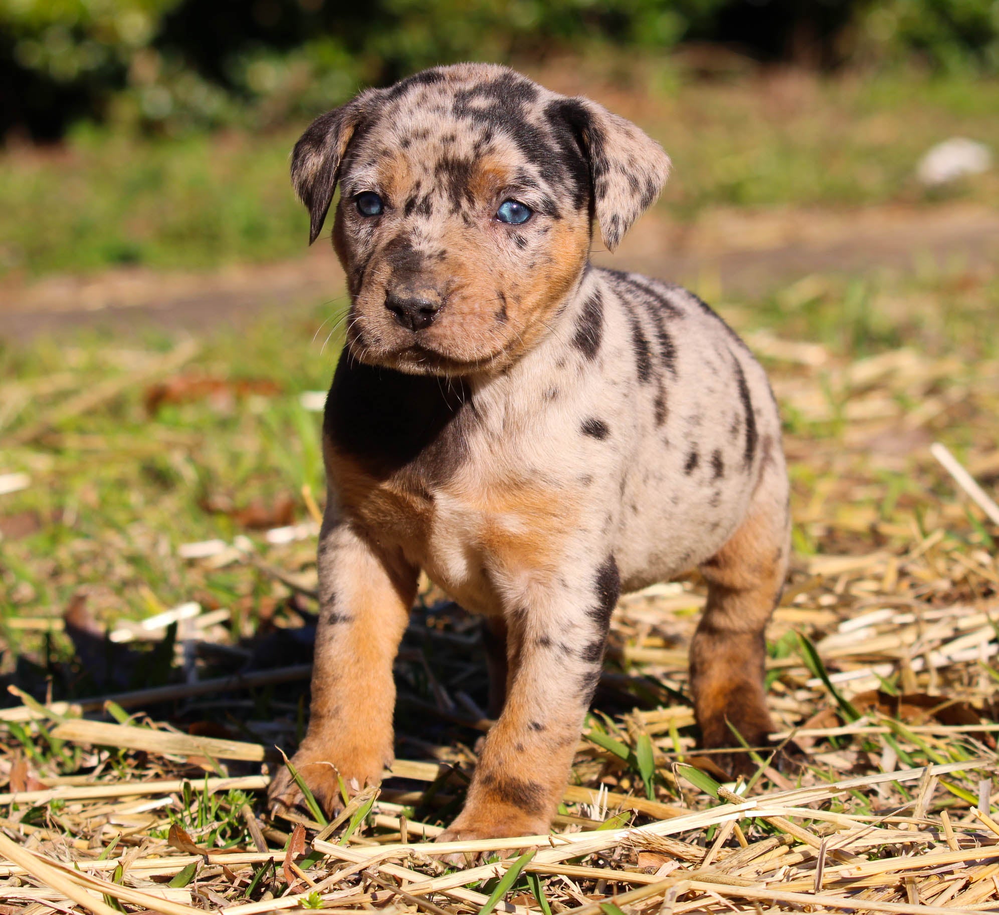 Female catahoula leopard store dog
