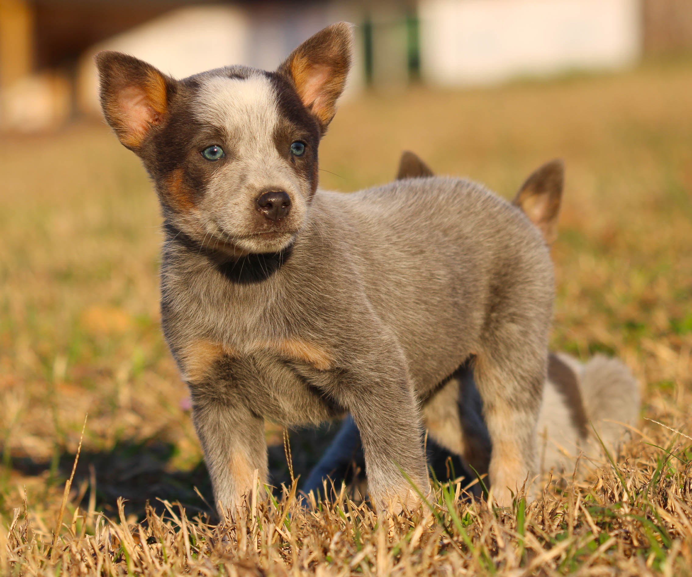 PIPER Silver Heeler female 650 Herding pups