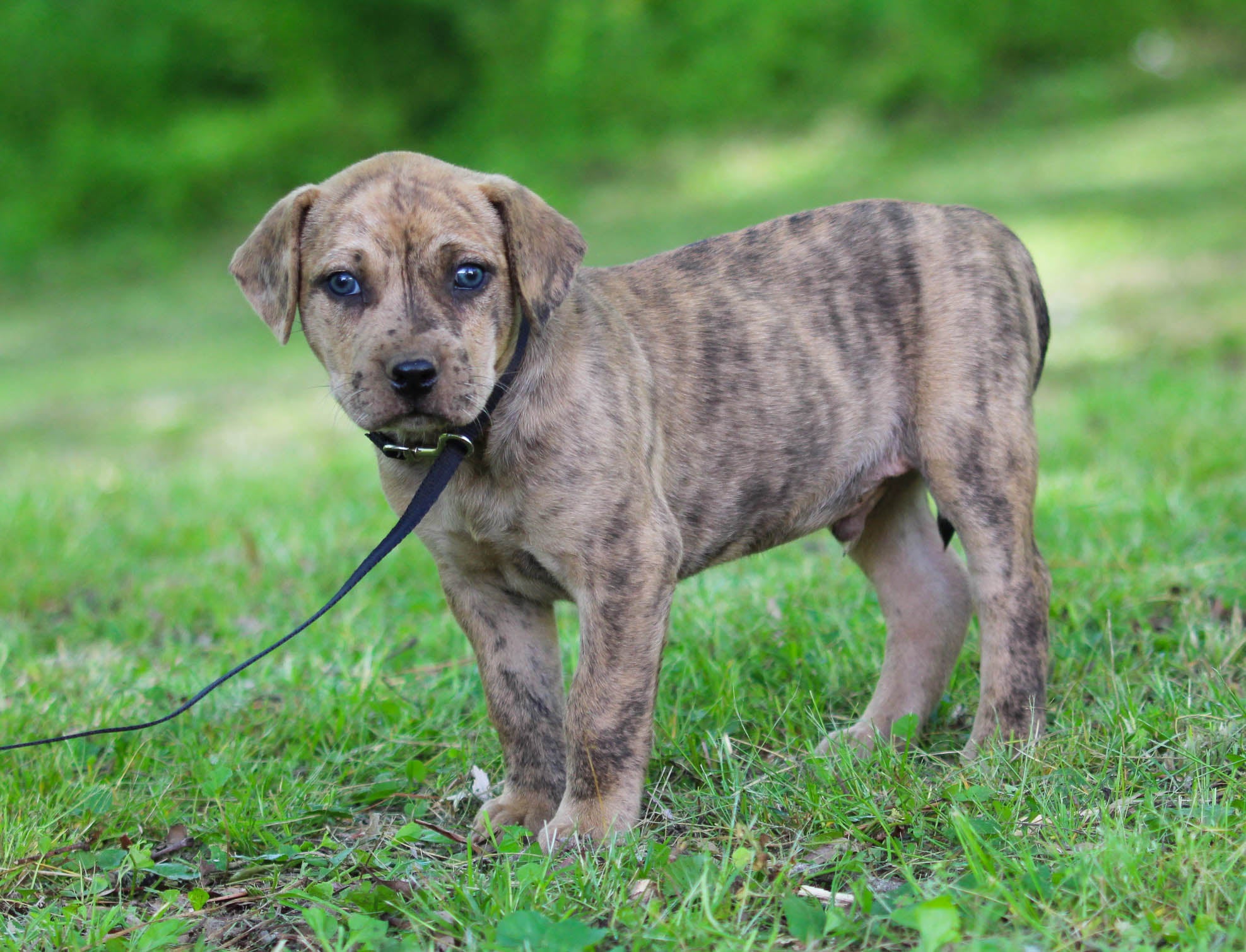 Catahoula leopard sale dog brindle mix