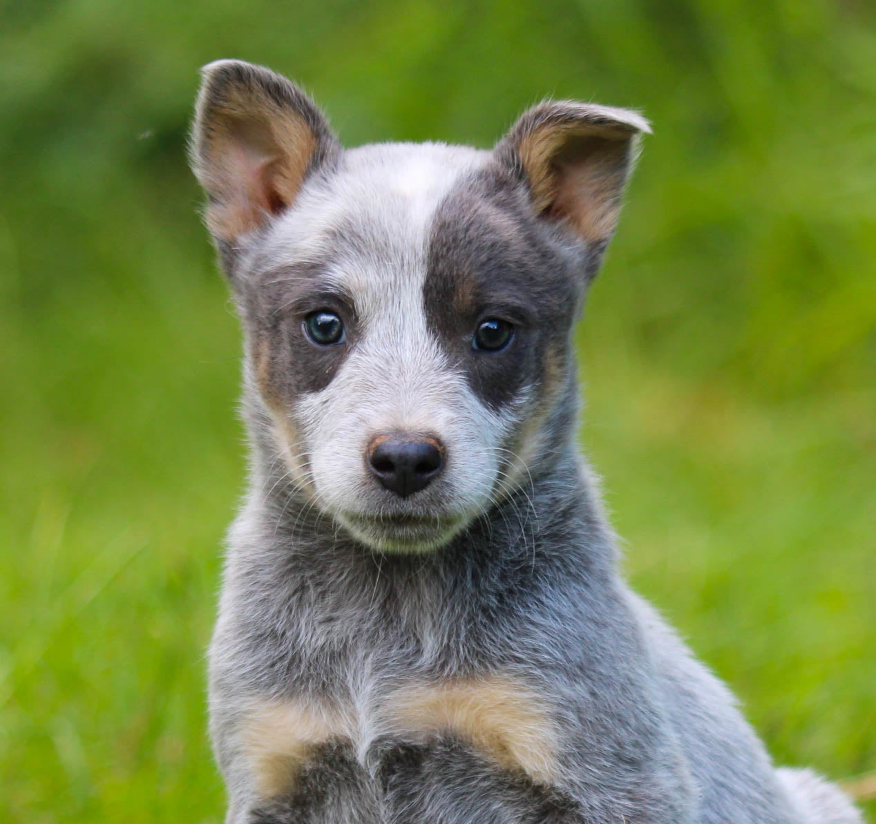 BLUE BONNET Silver Heeler female 650 Herding pups
