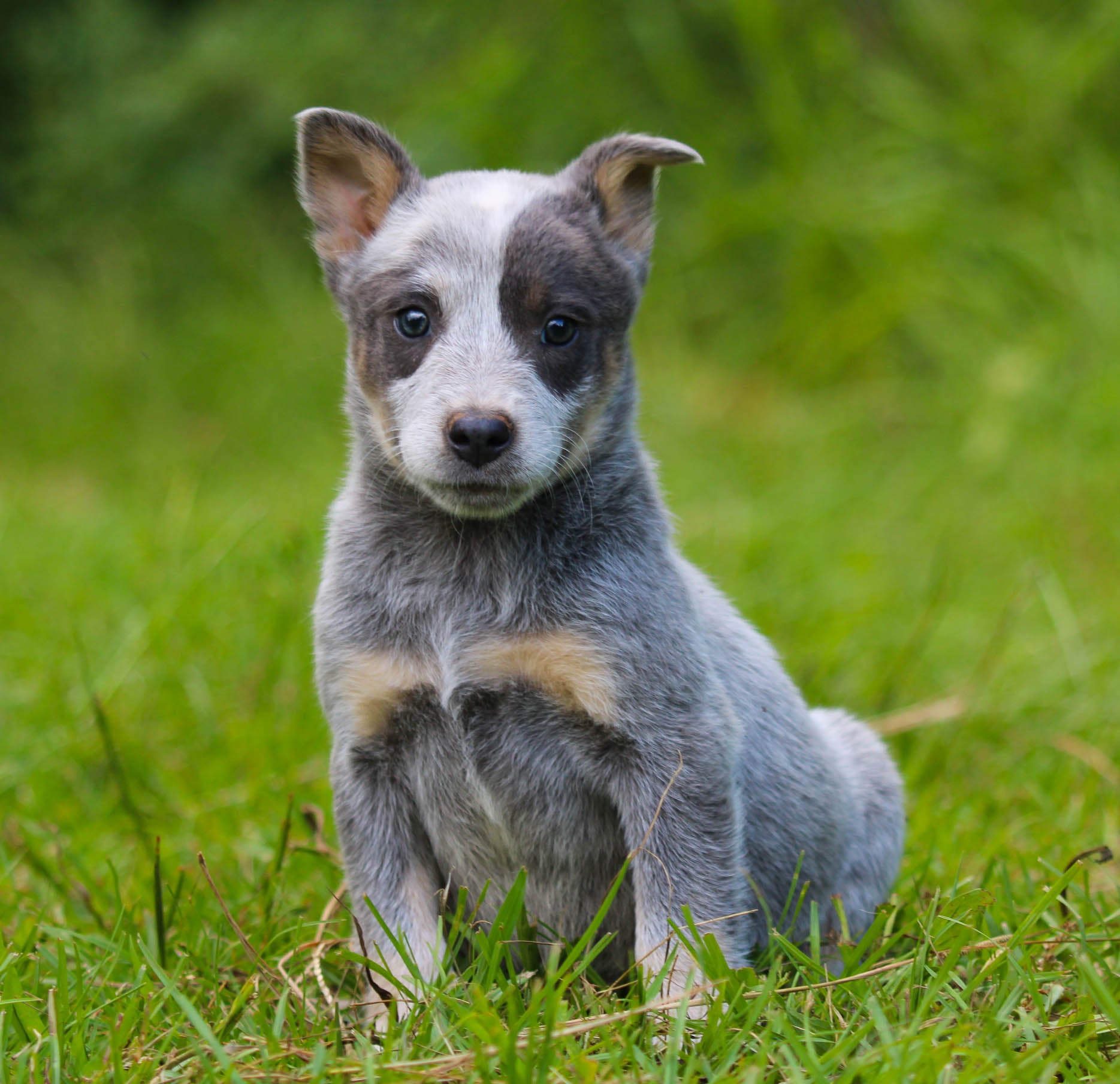 Slate heeler online
