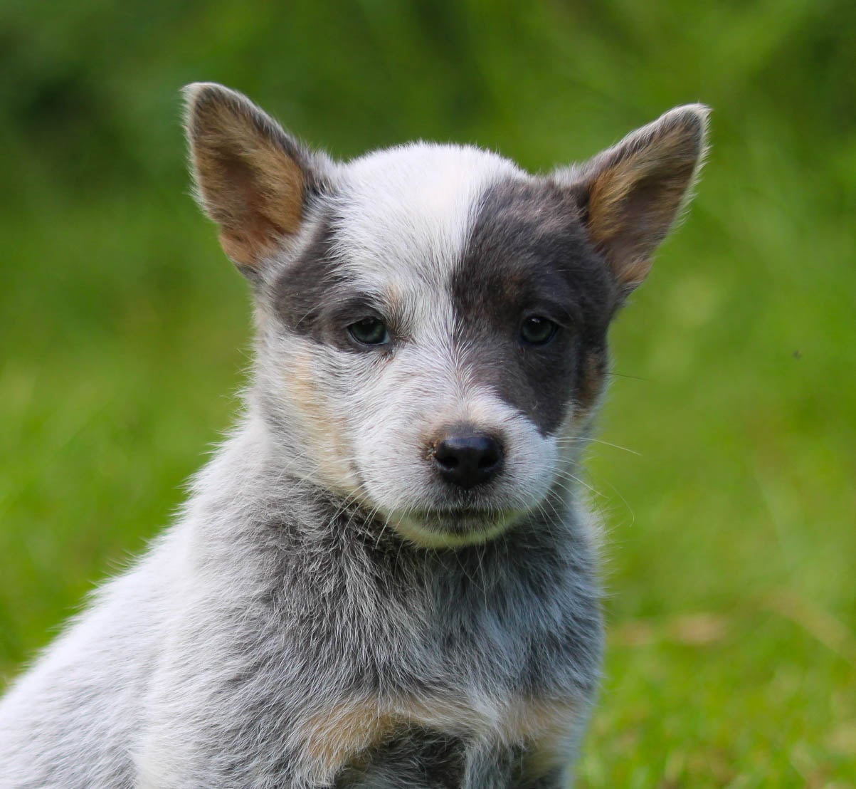 Silver heeler clearance