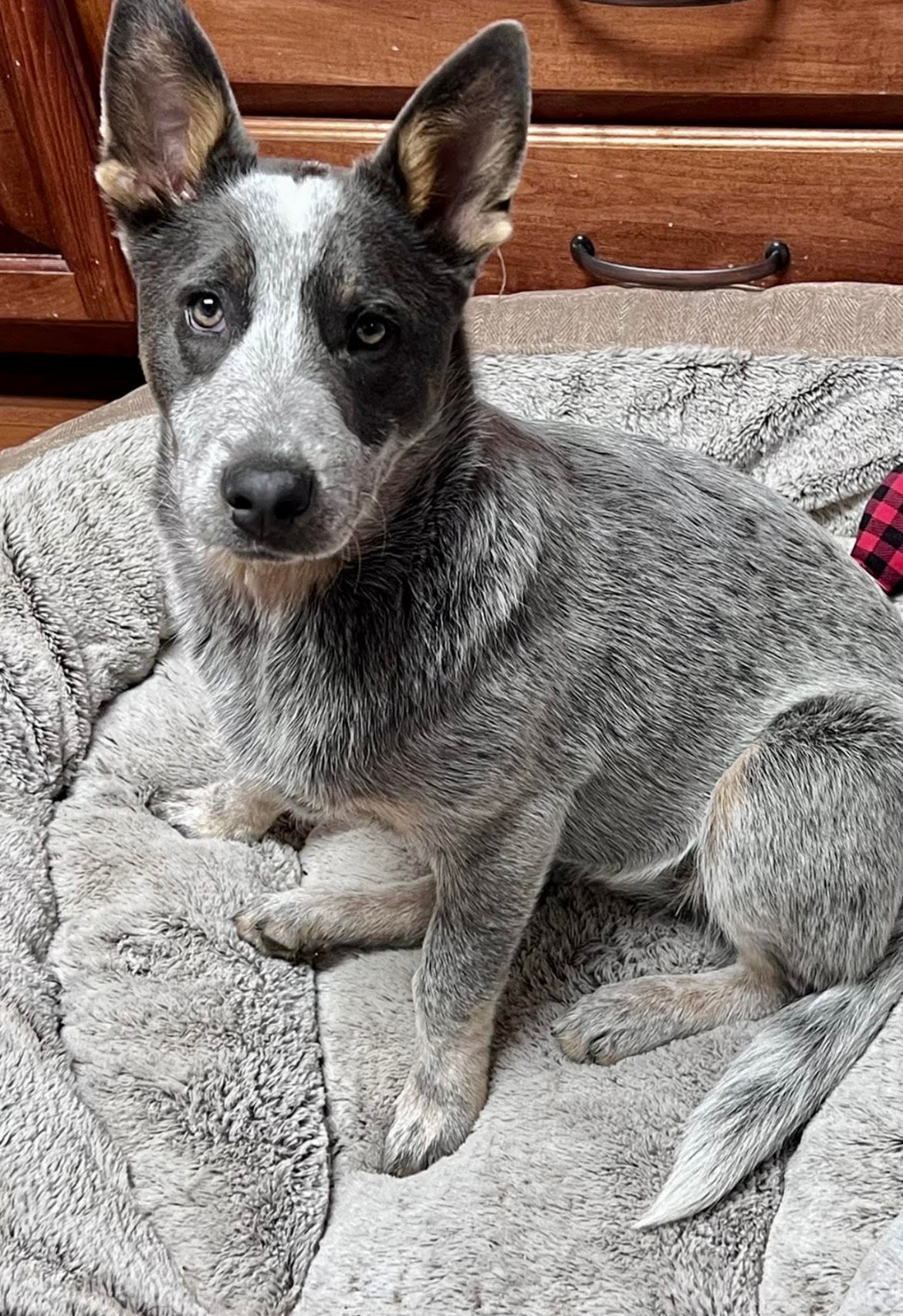 Slate heeler new arrivals