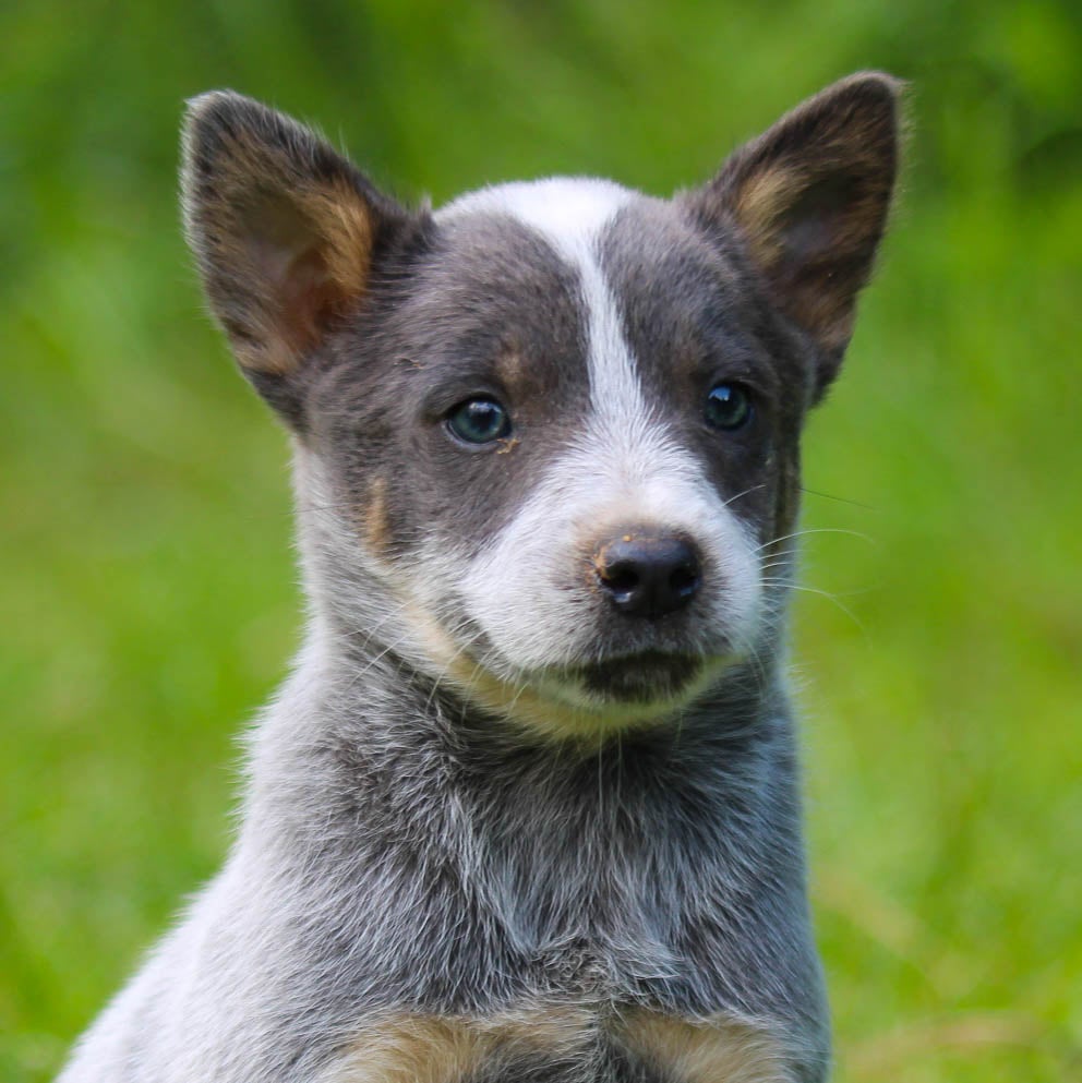 Mini Blue Heeler Puppies For Sale Mini Blue Heelers Cattle Dog