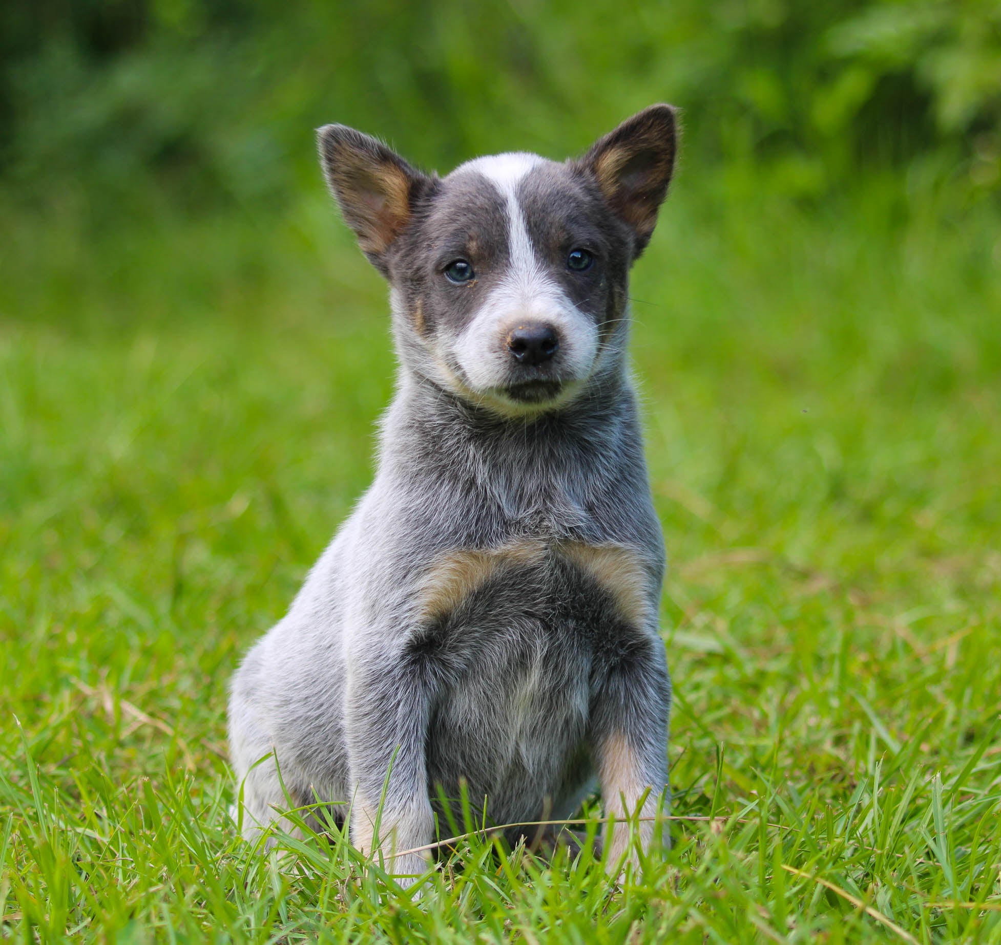 Breed Light Colored Blue Heeler Australian Cattle Dog Puppy