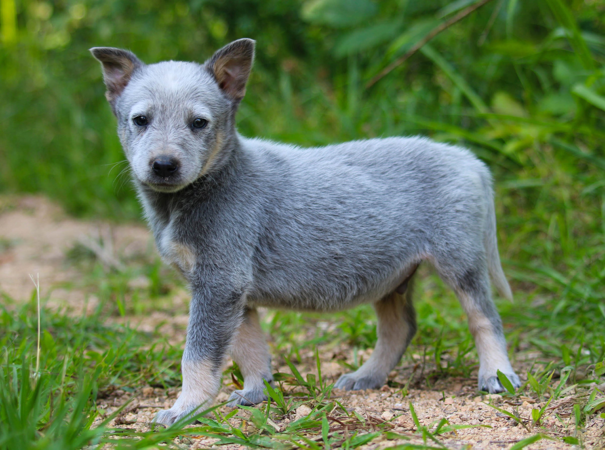 Silver shop blue heeler