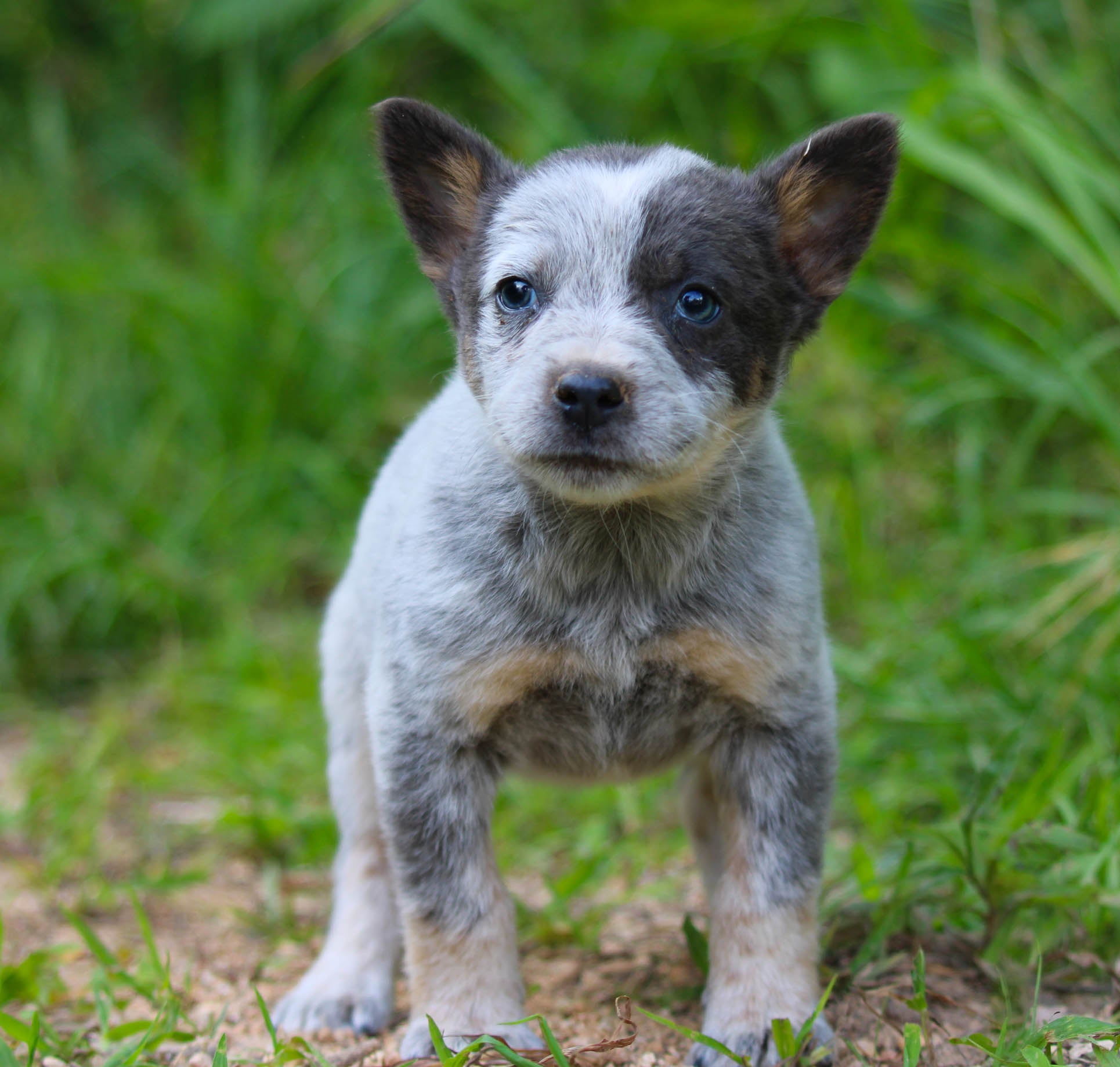 Slate heeler best sale