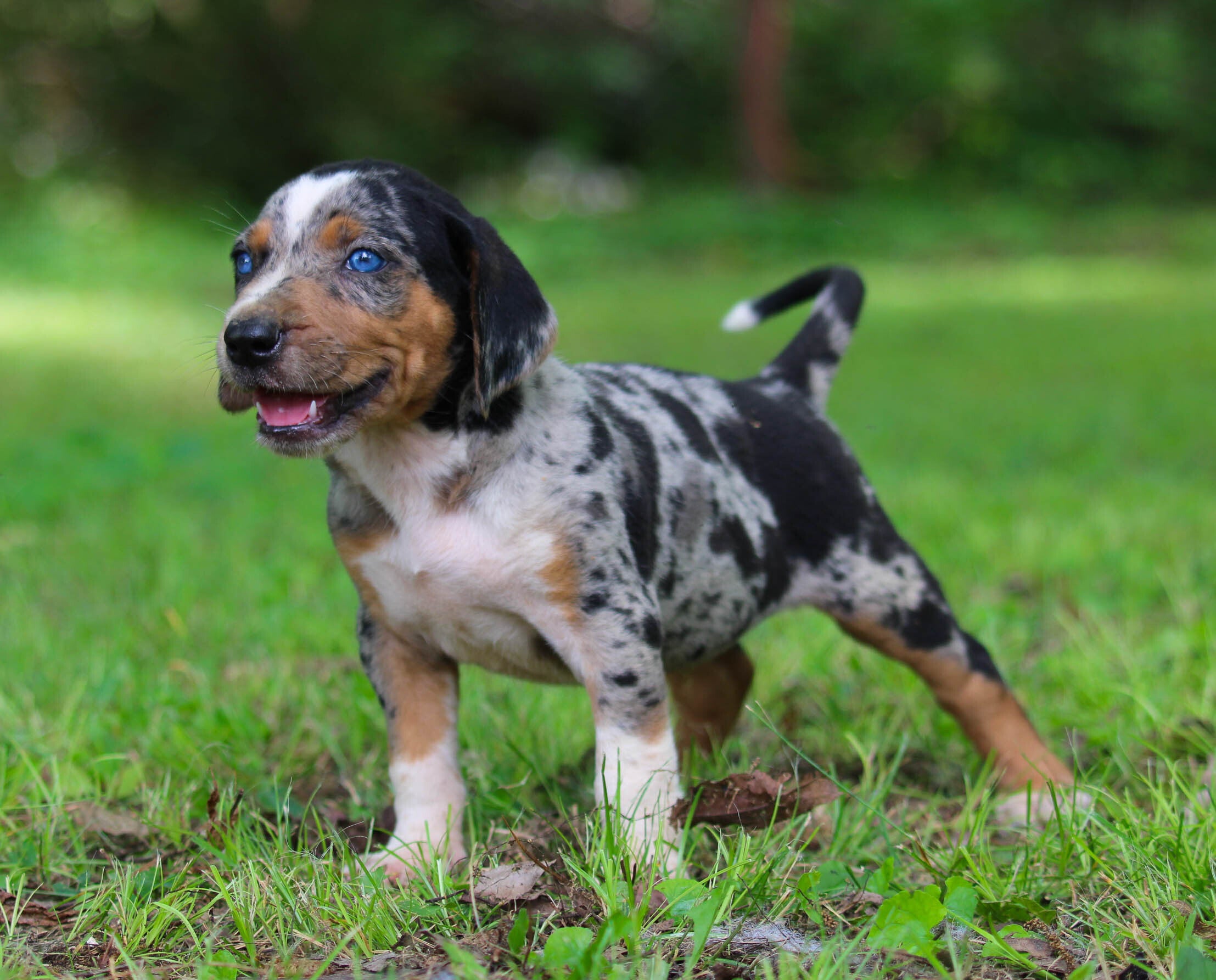 Catahoula cross hot sale